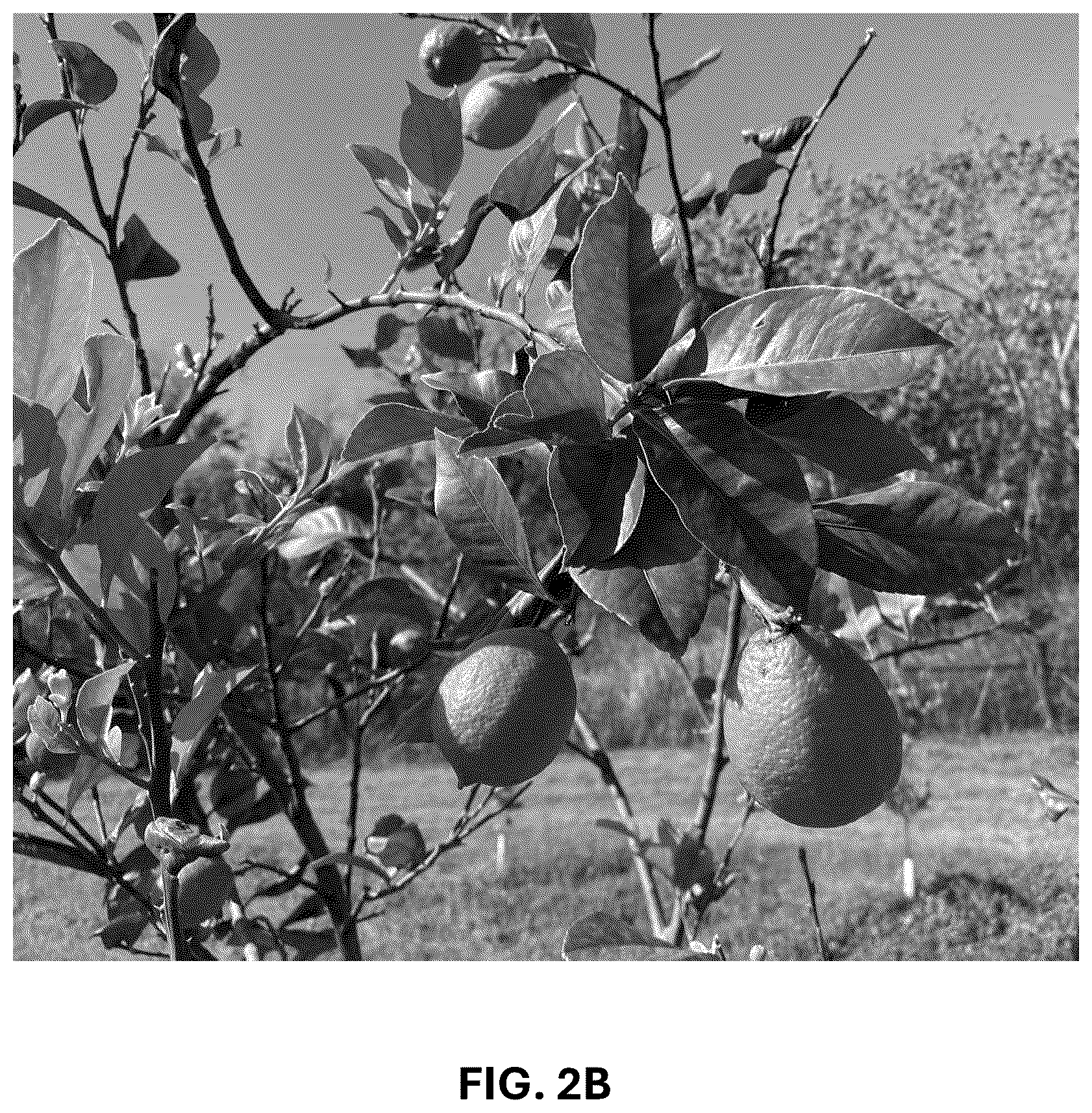 Patent USPP036742 Figure 3 – Lemon plant named ‘CE-D5-1-9-42’