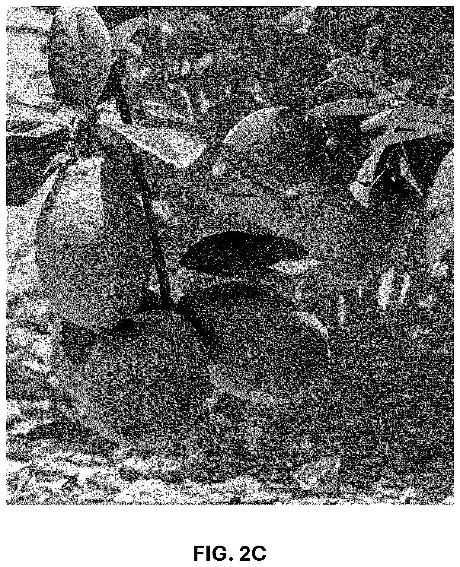 Patent USPP036742 Figure 4 – Lemon plant named ‘CE-D5-1-9-42’