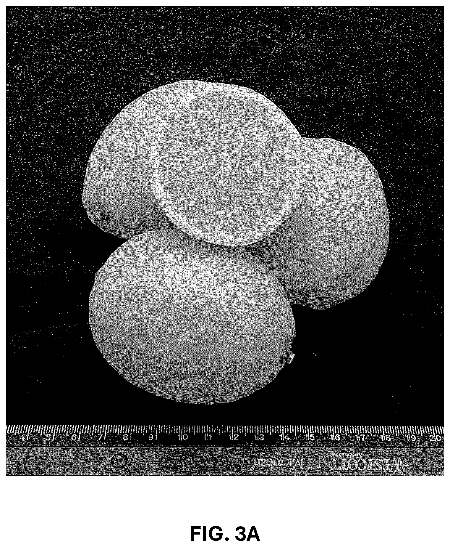 Patent USPP036742 Figure 5 – Lemon plant named ‘CE-D5-1-9-42’
