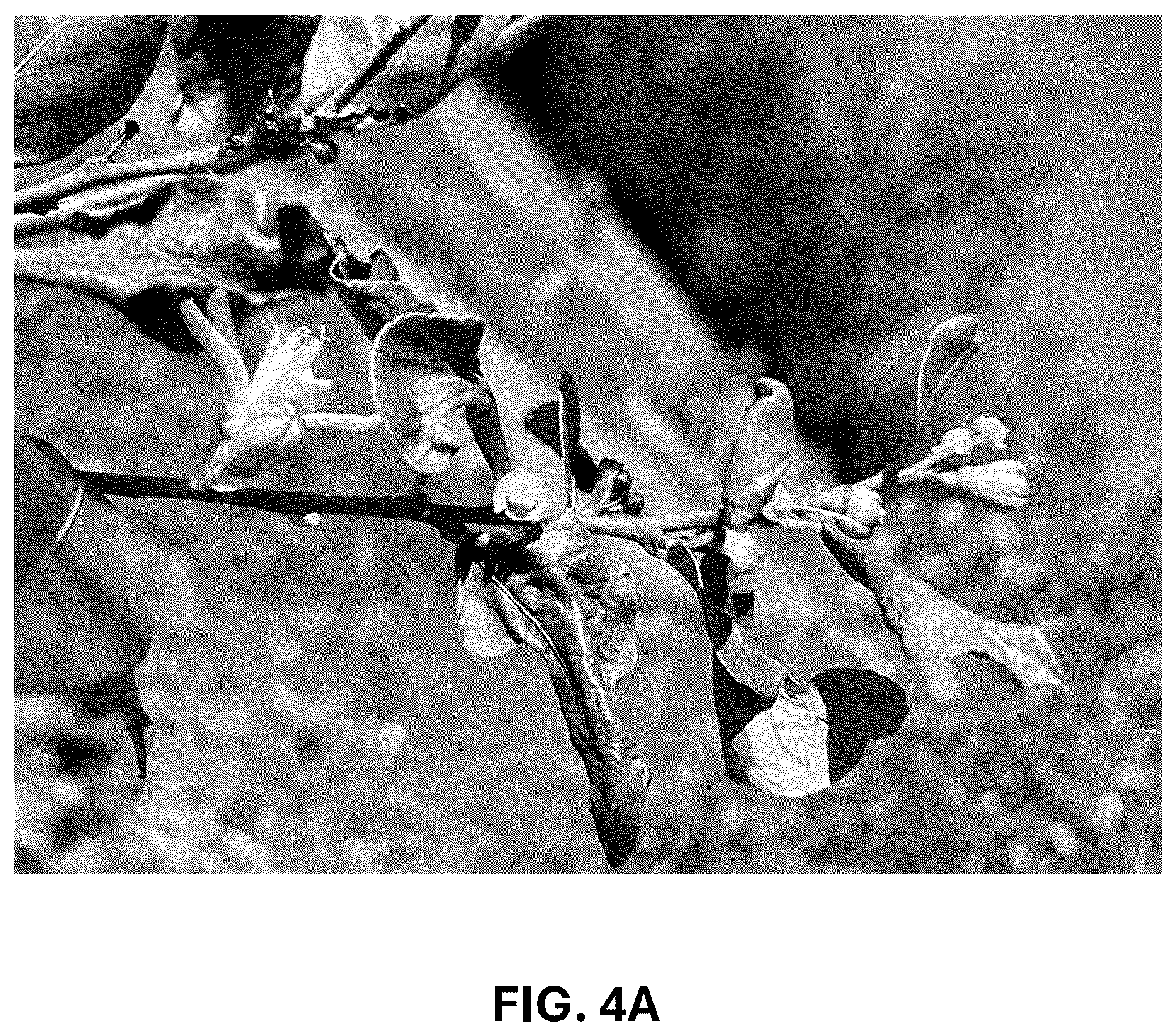 Patent USPP036742 Figure 10 – Lemon plant named ‘CE-D5-1-9-42’