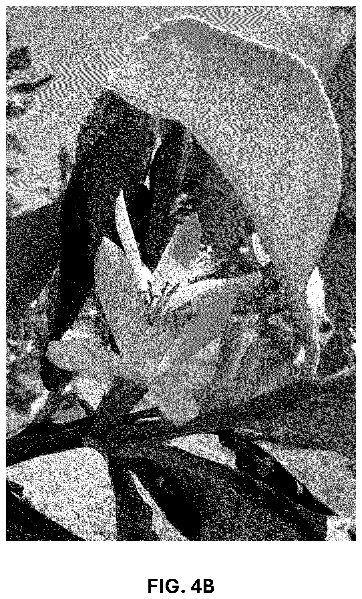 Patent USPP036742 Figure 11 – Lemon plant named ‘CE-D5-1-9-42’