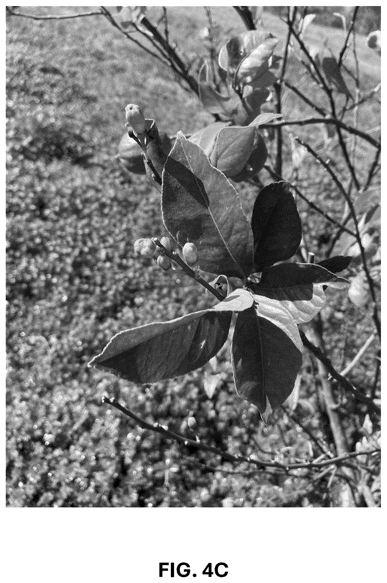Patent USPP036742 Figure 12 – Lemon plant named ‘CE-D5-1-9-42’