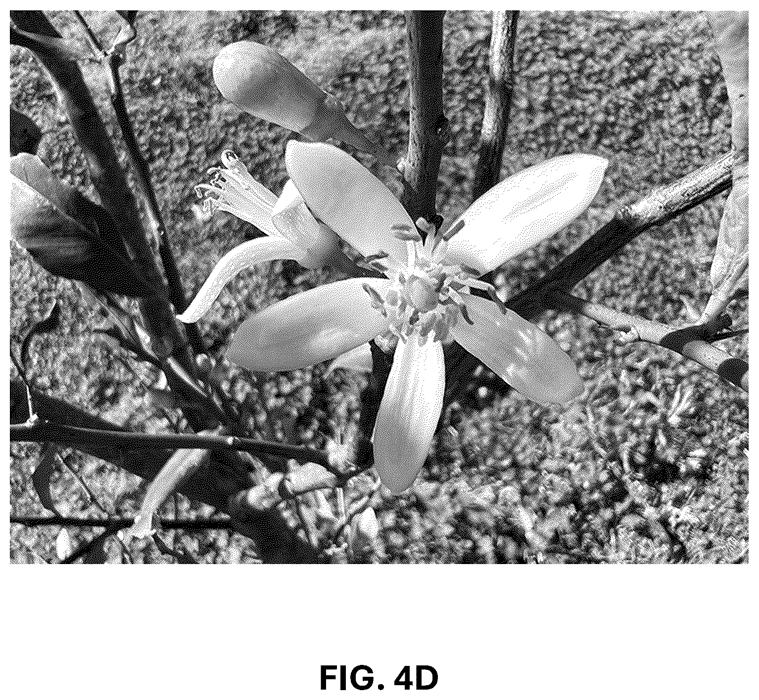 Patent USPP036742 Figure 13 – Lemon plant named ‘CE-D5-1-9-42’