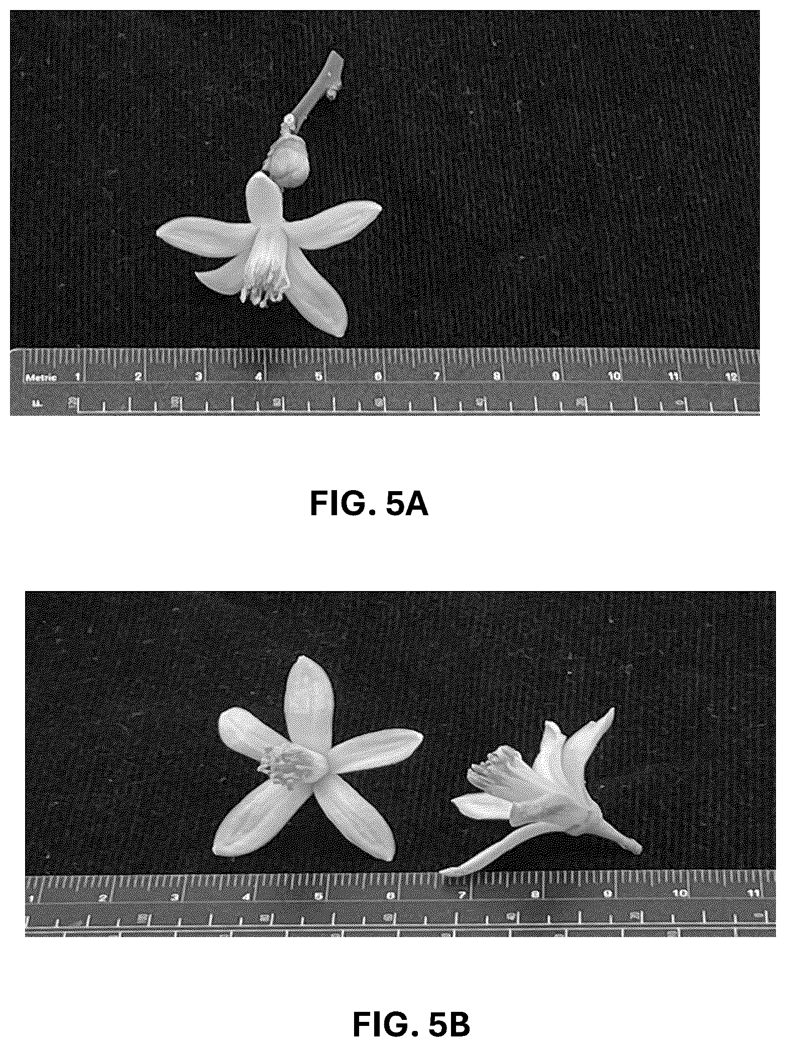 Patent USPP036742 Figure 14 – Lemon plant named ‘CE-D5-1-9-42’