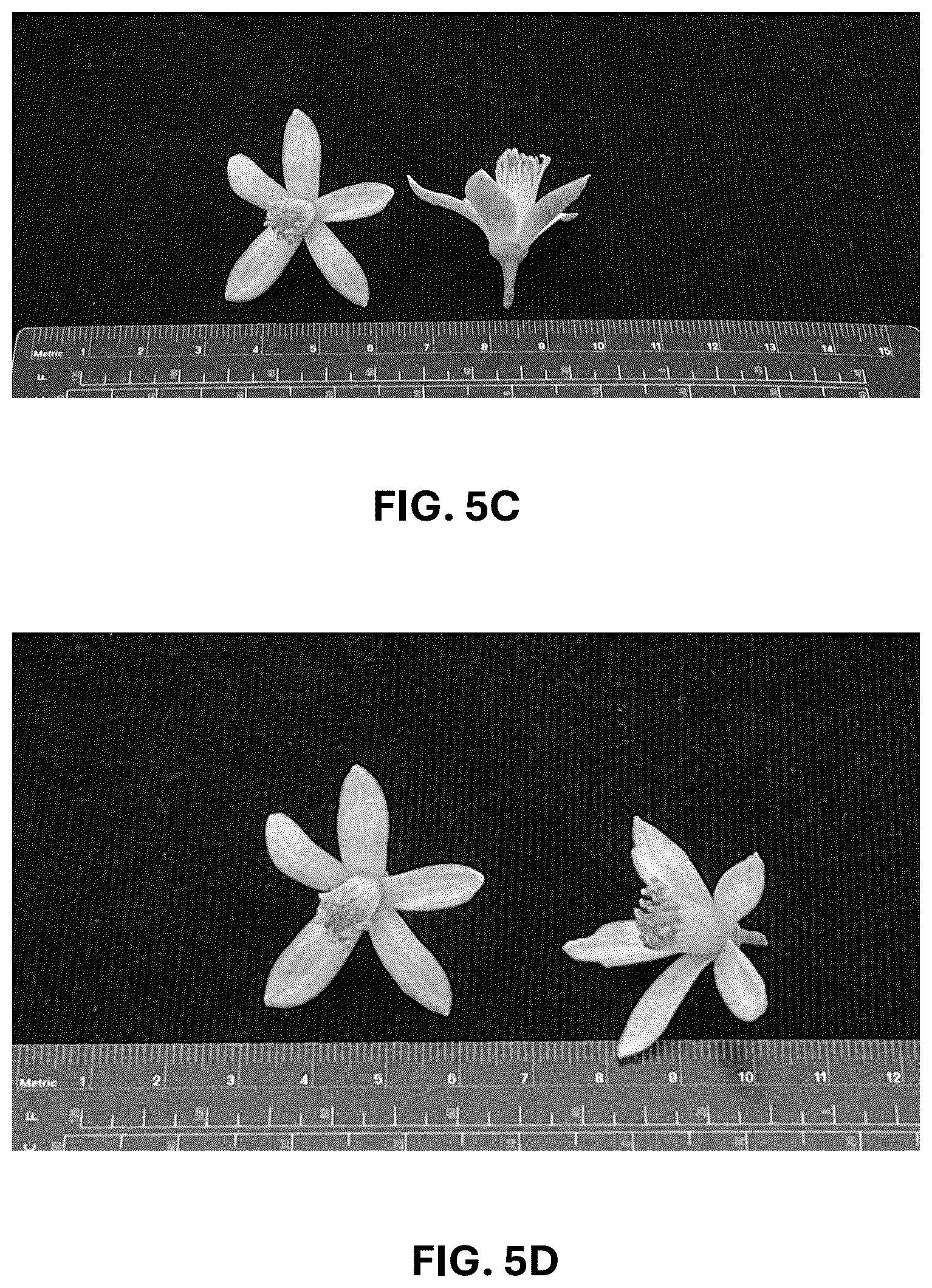 Patent USPP036742 Figure 15 – Lemon plant named ‘CE-D5-1-9-42’