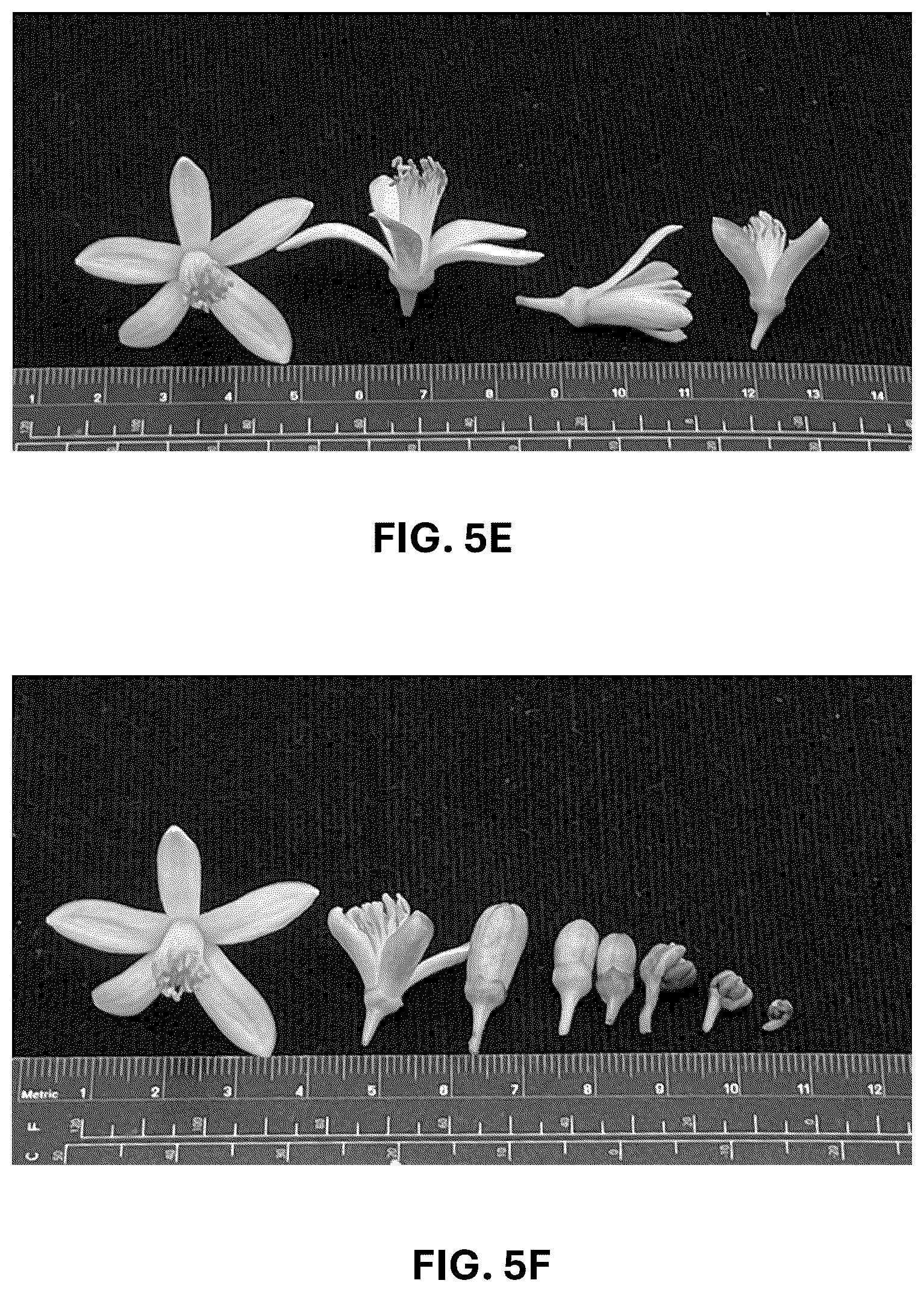Patent USPP036742 Figure 16 – Lemon plant named ‘CE-D5-1-9-42’