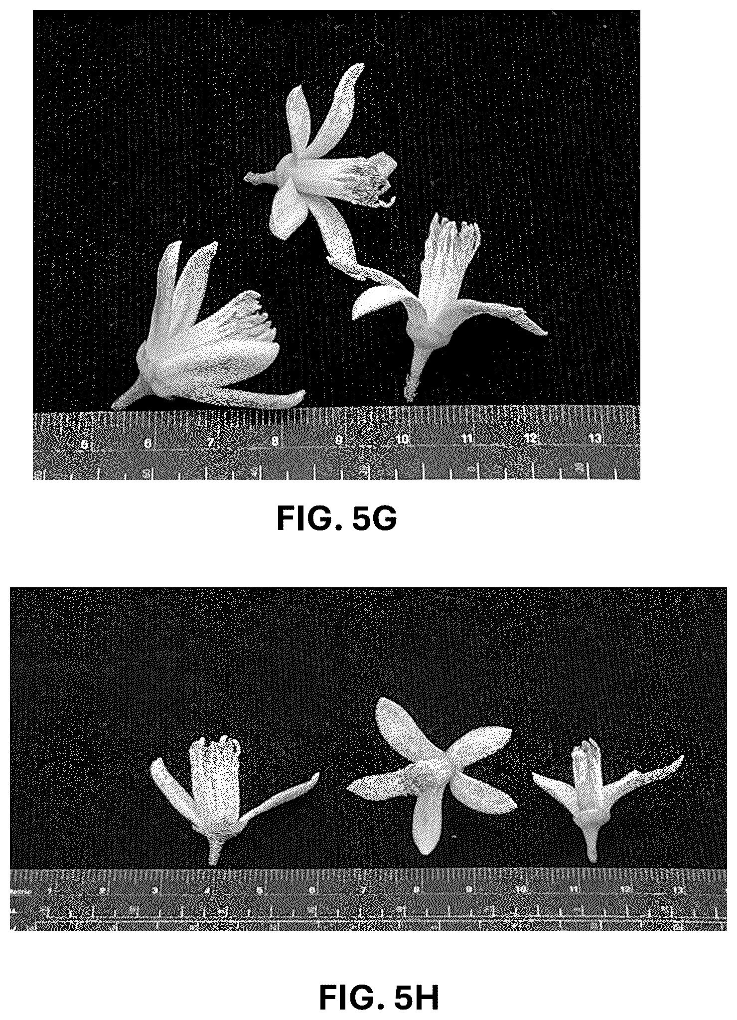 Patent USPP036742 Figure 17 – Lemon plant named ‘CE-D5-1-9-42’