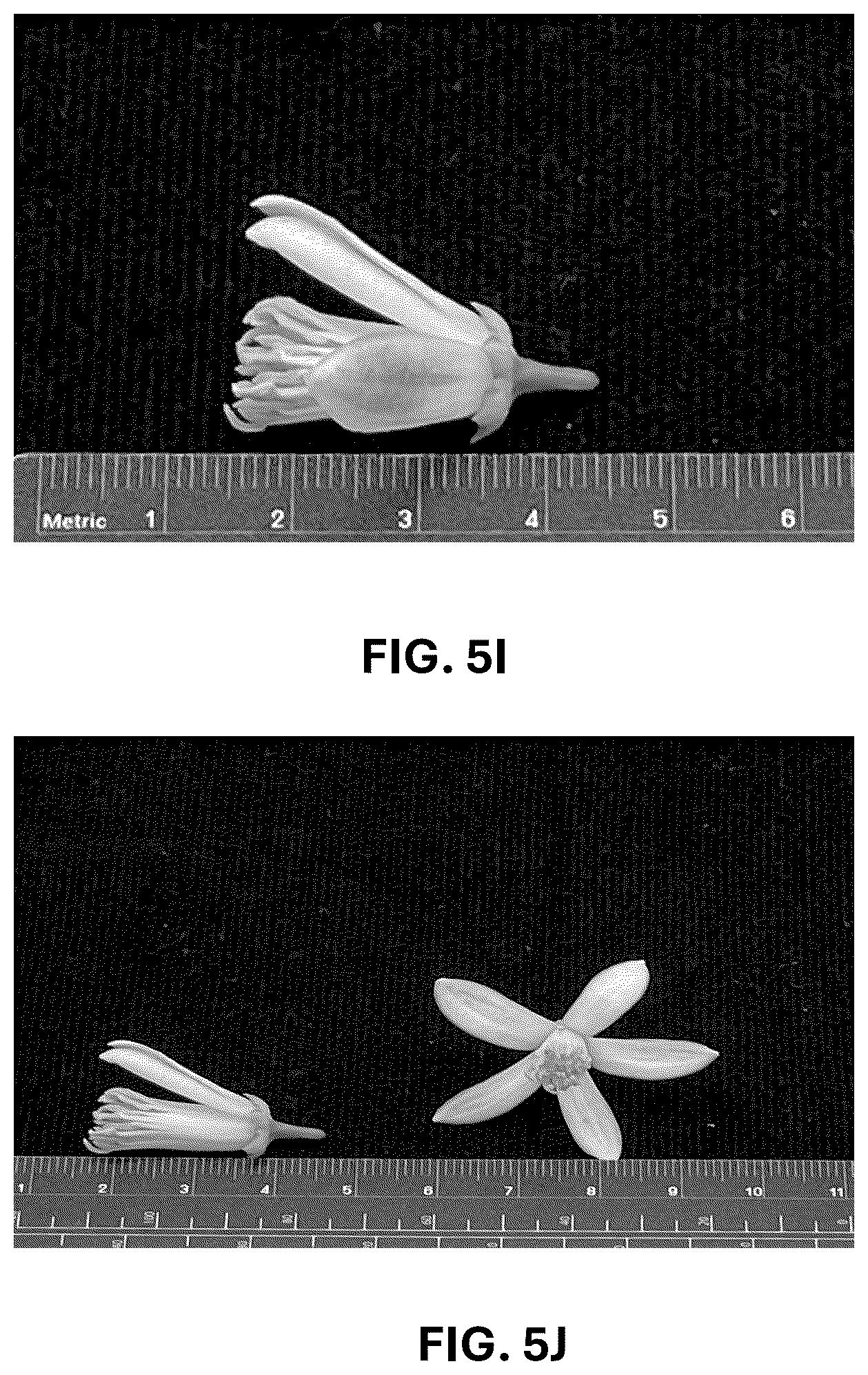 Patent USPP036742 Figure 18 – Lemon plant named ‘CE-D5-1-9-42’