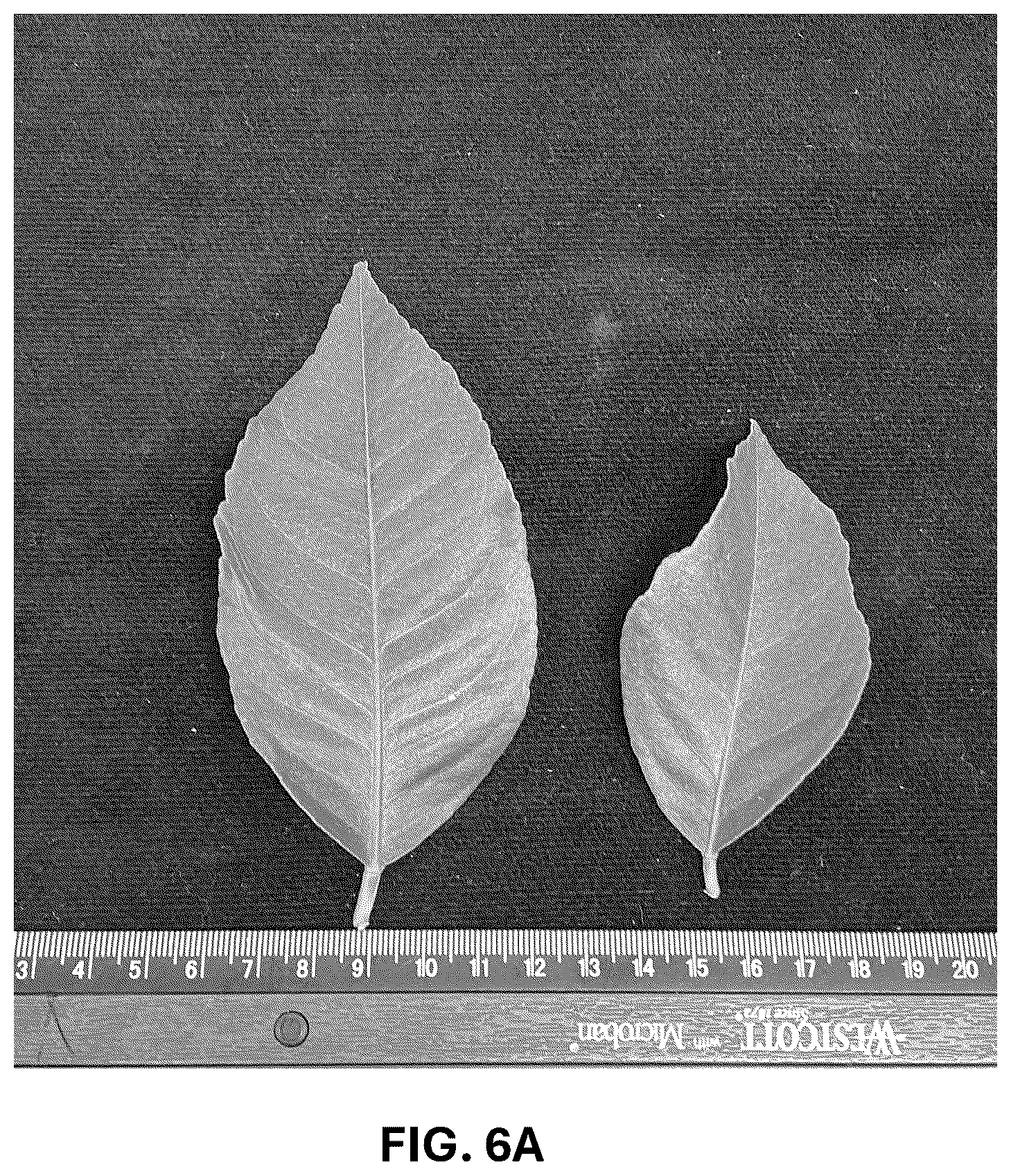 Patent USPP036742 Figure 19 – Lemon plant named ‘CE-D5-1-9-42’