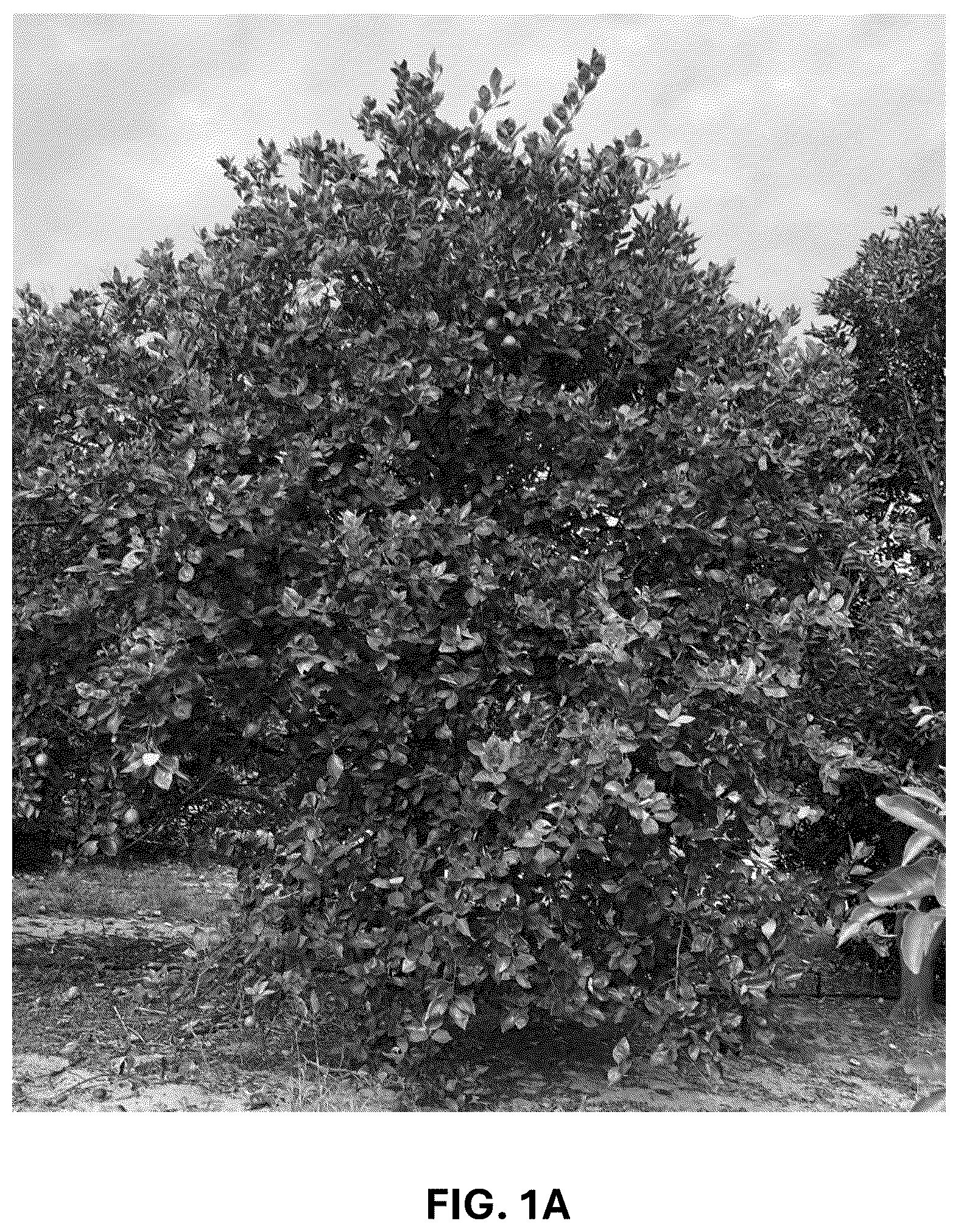 Patent USPP036743 Figure 1 – Citrus plant named ‘UF 1859’