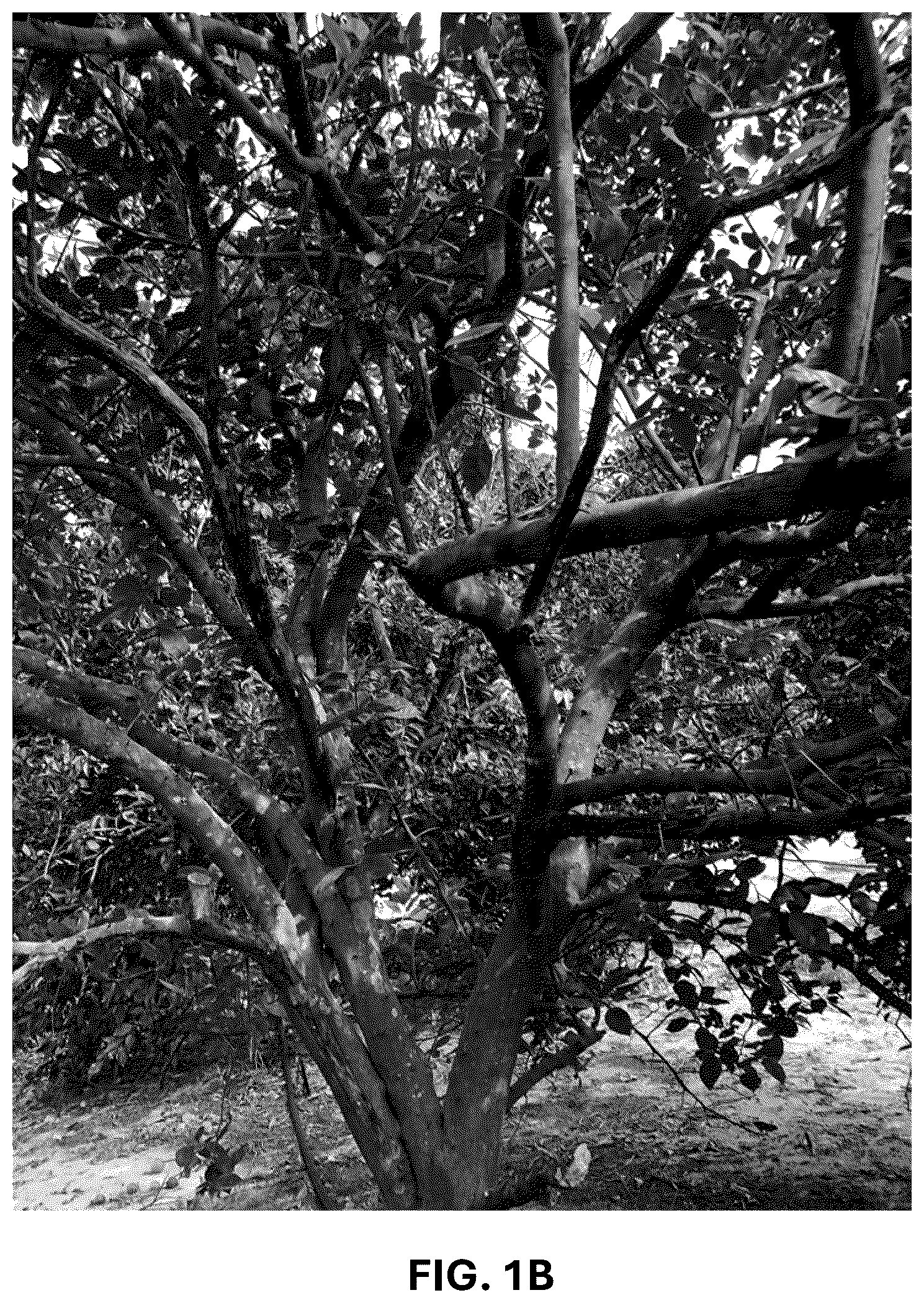 Patent USPP036743 Figure 2 – Citrus plant named ‘UF 1859’