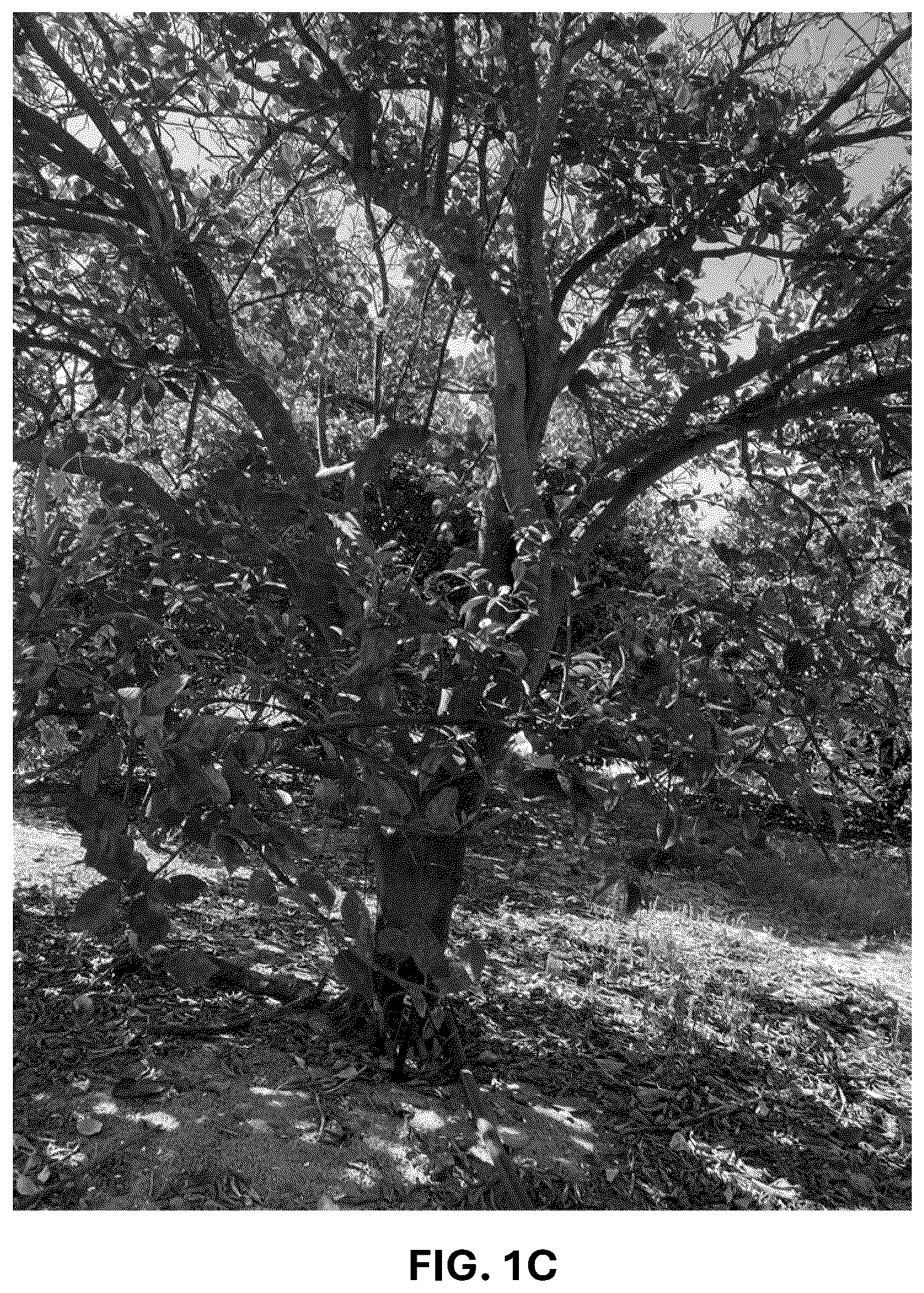 Patent USPP036743 Figure 3 – Citrus plant named ‘UF 1859’