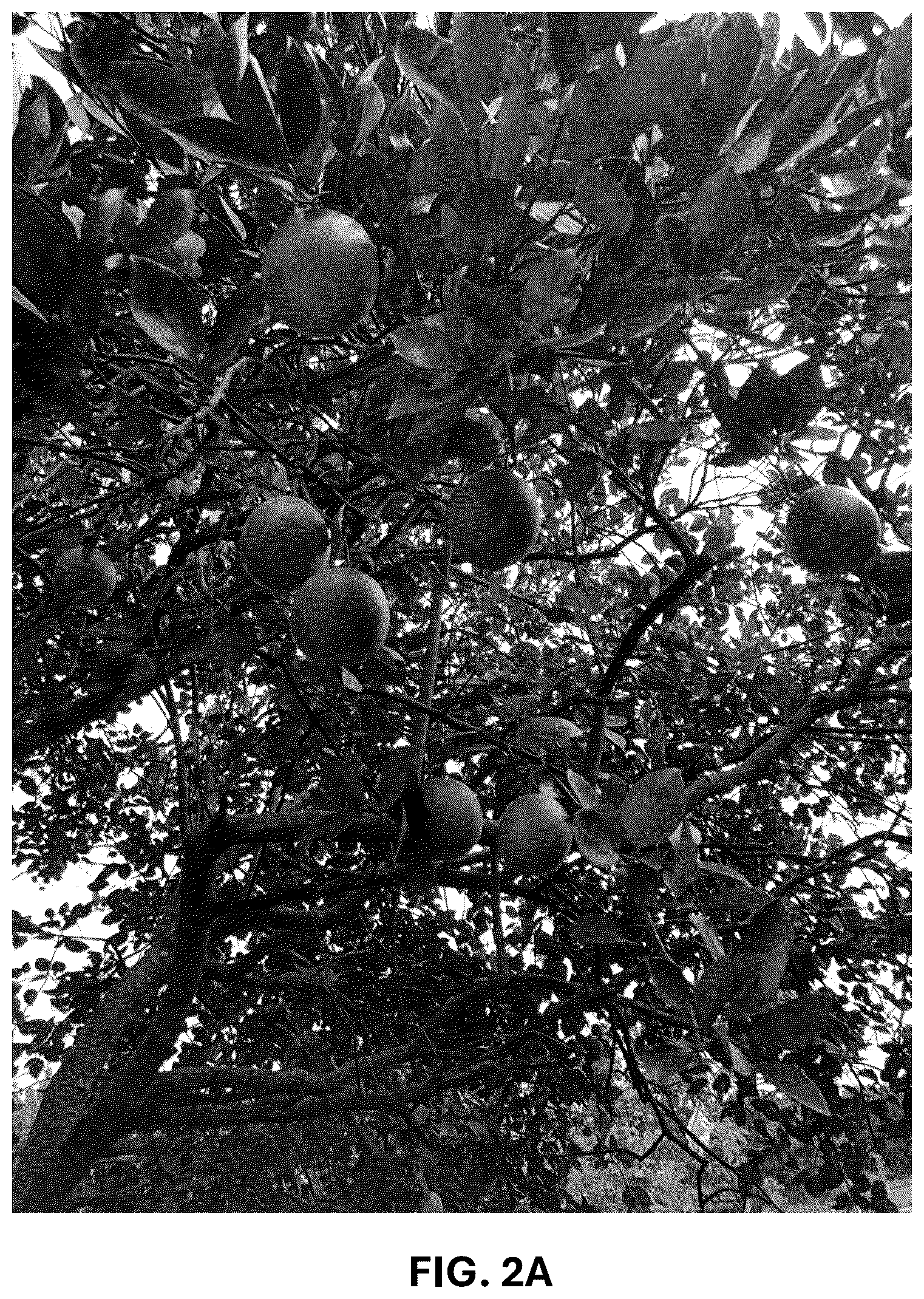 Patent USPP036743 Figure 4 – Citrus plant named ‘UF 1859’