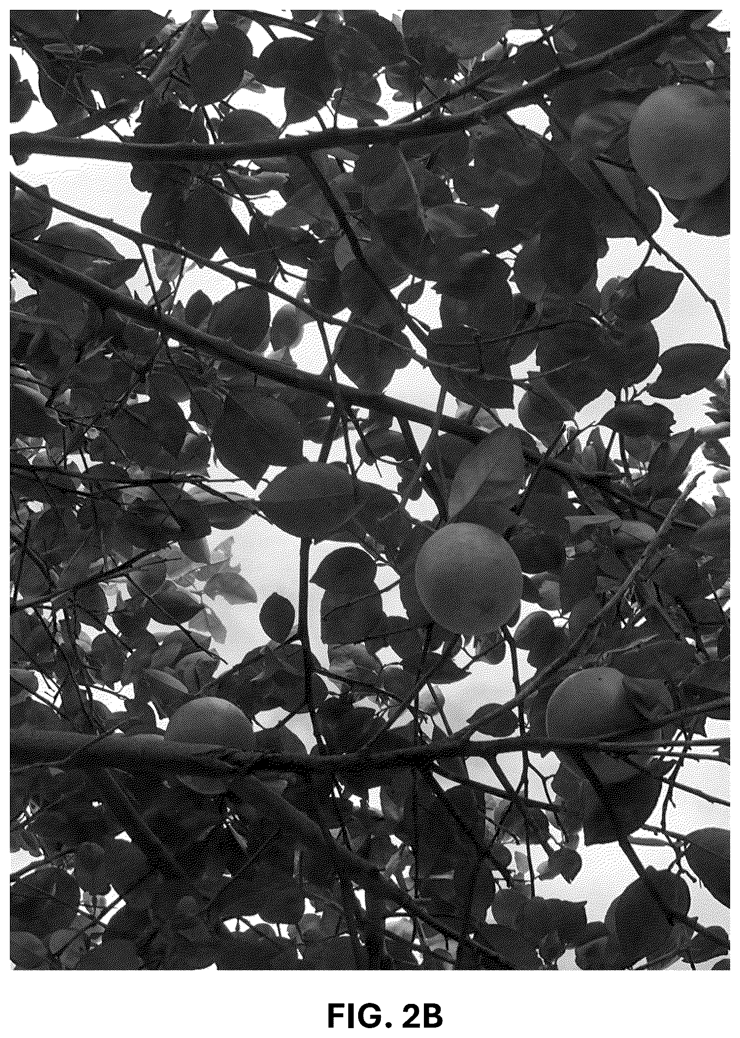 Patent USPP036743 Figure 5 – Citrus plant named ‘UF 1859’