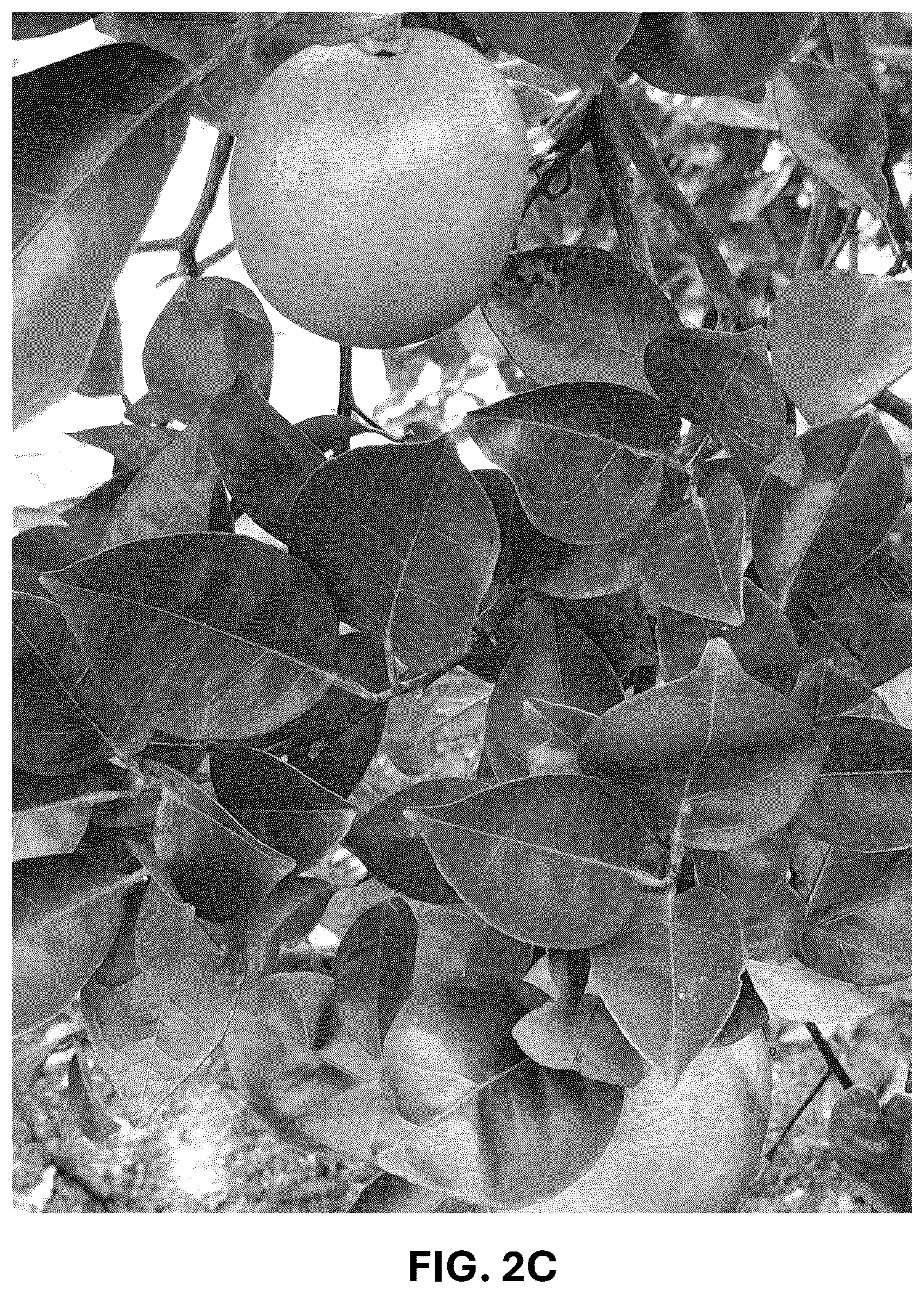 Patent USPP036743 Figure 6 – Citrus plant named ‘UF 1859’