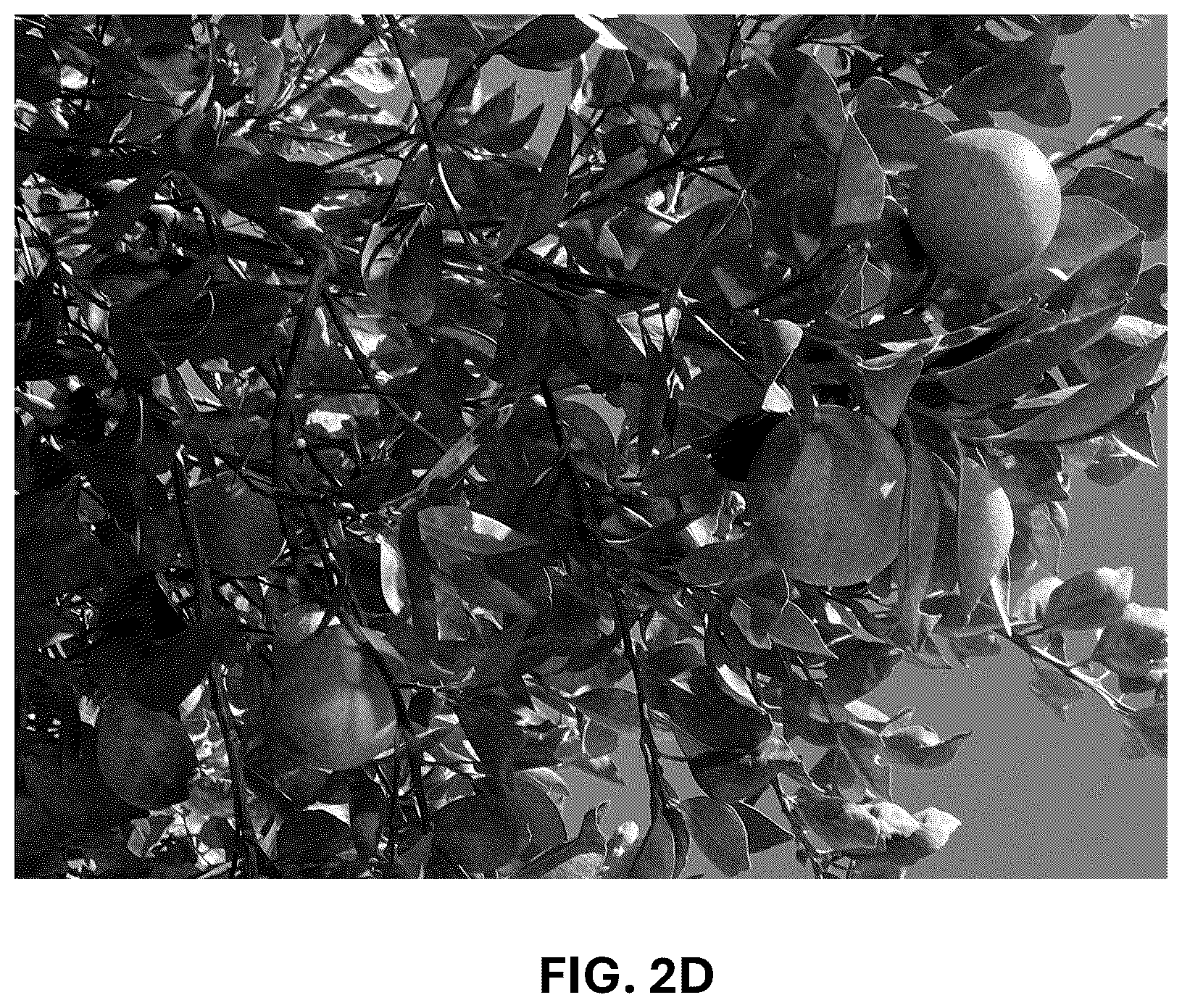 Patent USPP036743 Figure 7 – Citrus plant named ‘UF 1859’