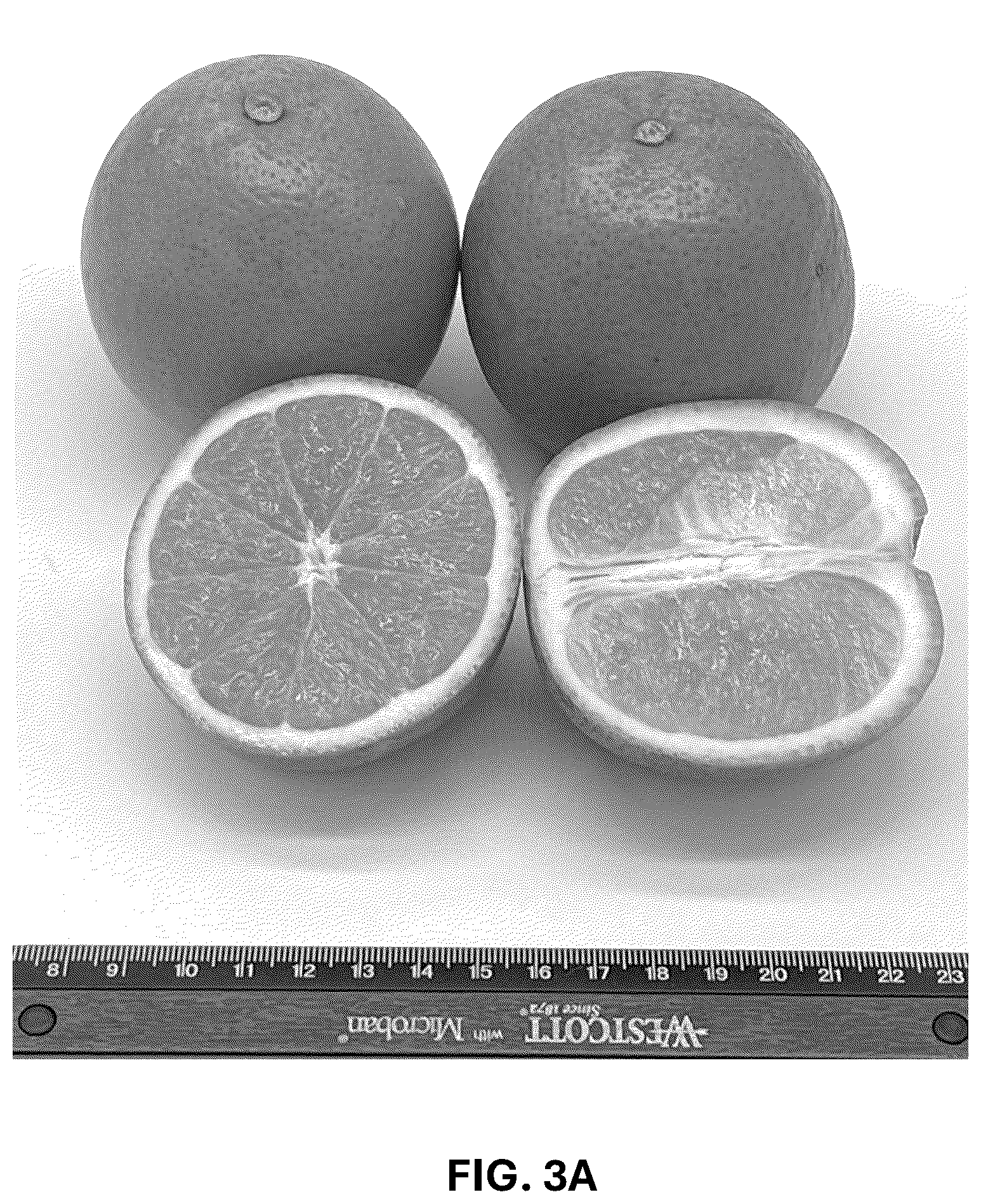 Patent USPP036743 Figure 8 – Citrus plant named ‘UF 1859’