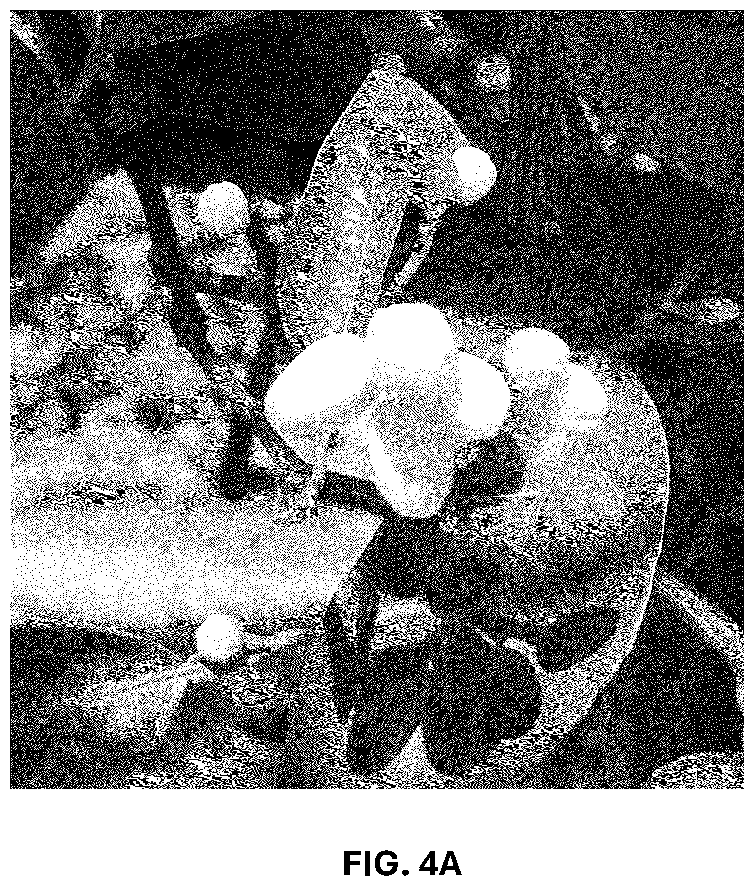 Patent USPP036743 Figure 12 – Citrus plant named ‘UF 1859’