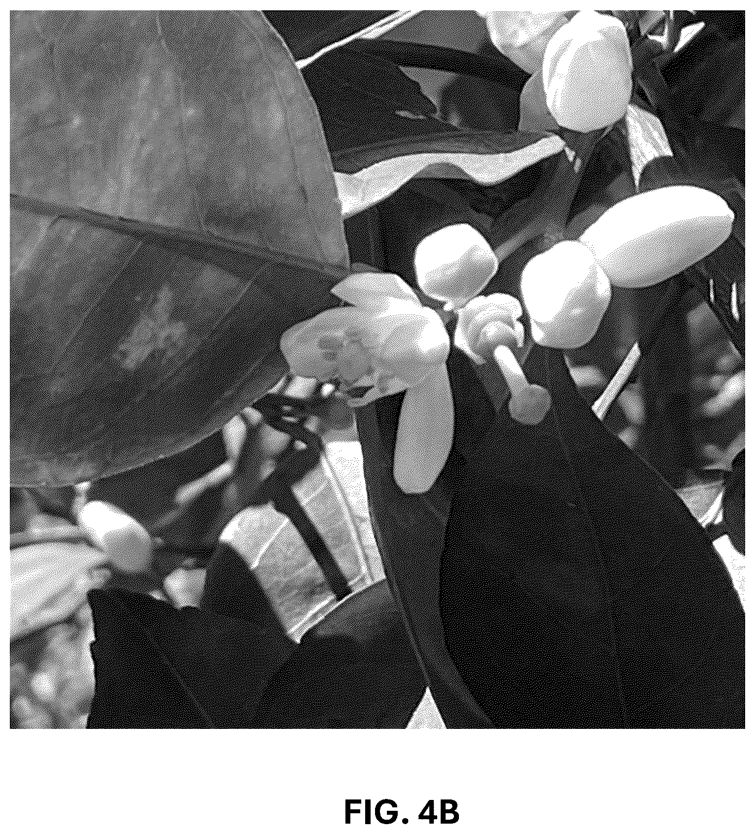 Patent USPP036743 Figure 13 – Citrus plant named ‘UF 1859’