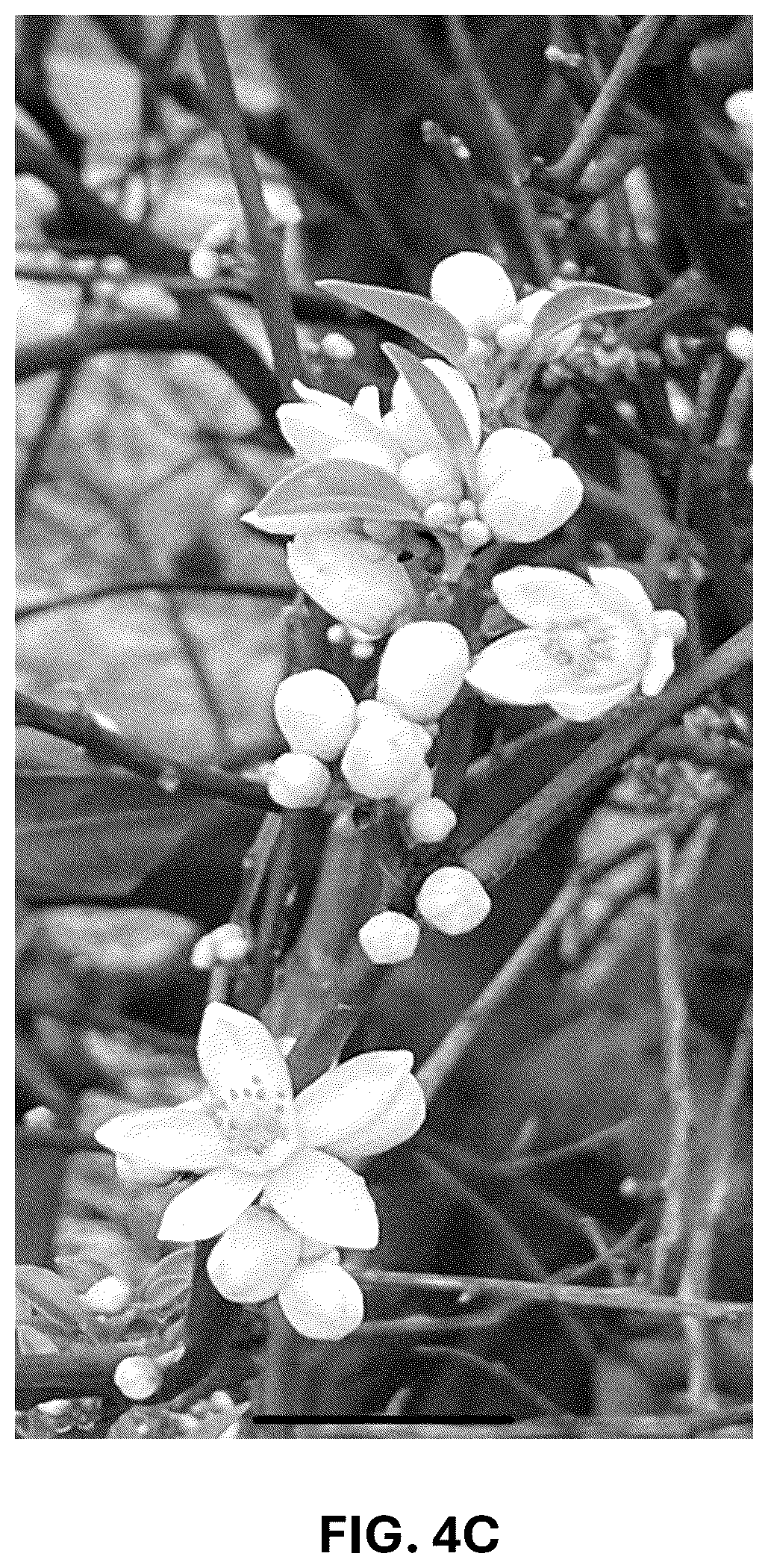 Patent USPP036743 Figure 14 – Citrus plant named ‘UF 1859’