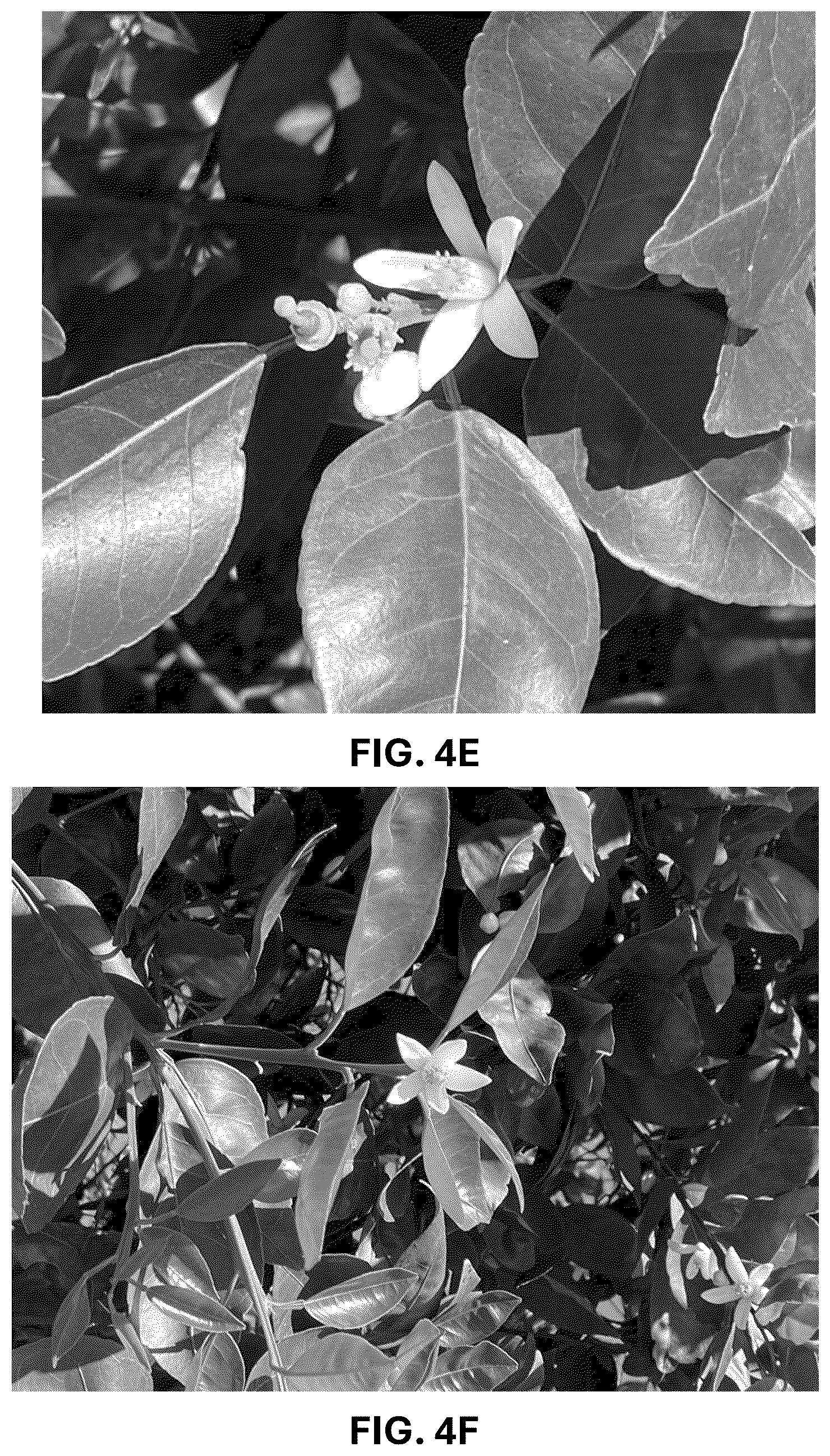 Patent USPP036743 Figure 16 – Citrus plant named ‘UF 1859’