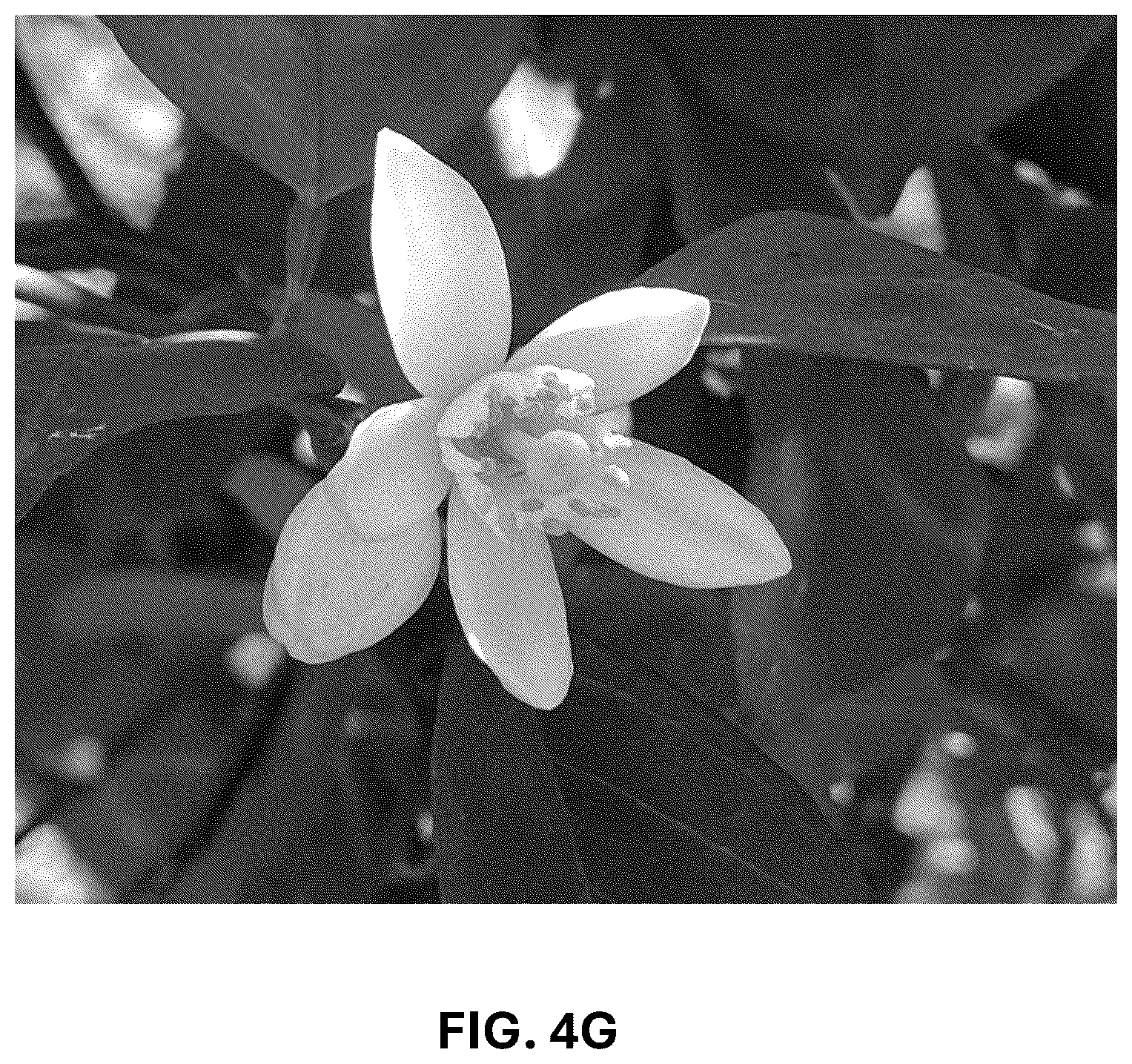 Patent USPP036743 Figure 17 – Citrus plant named ‘UF 1859’