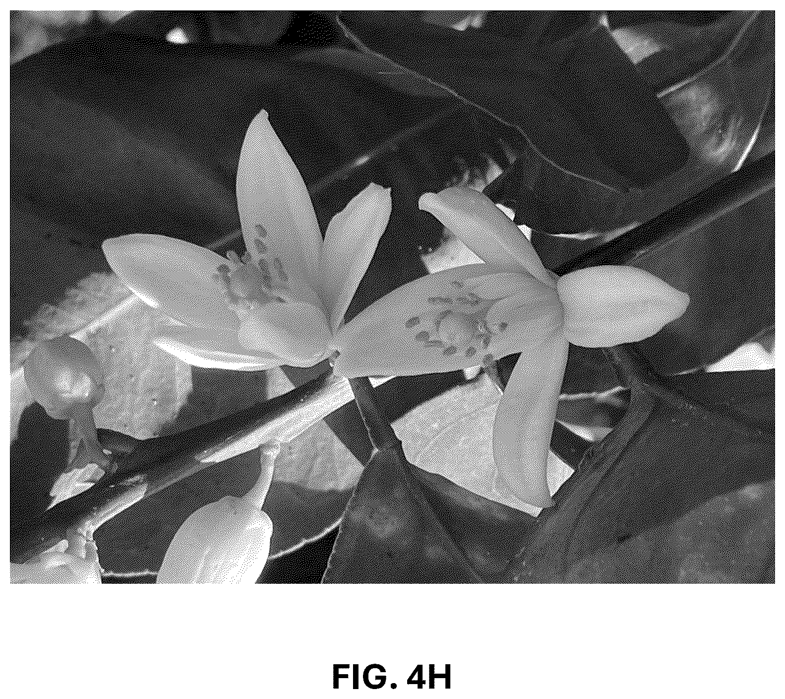 Patent USPP036743 Figure 18 – Citrus plant named ‘UF 1859’