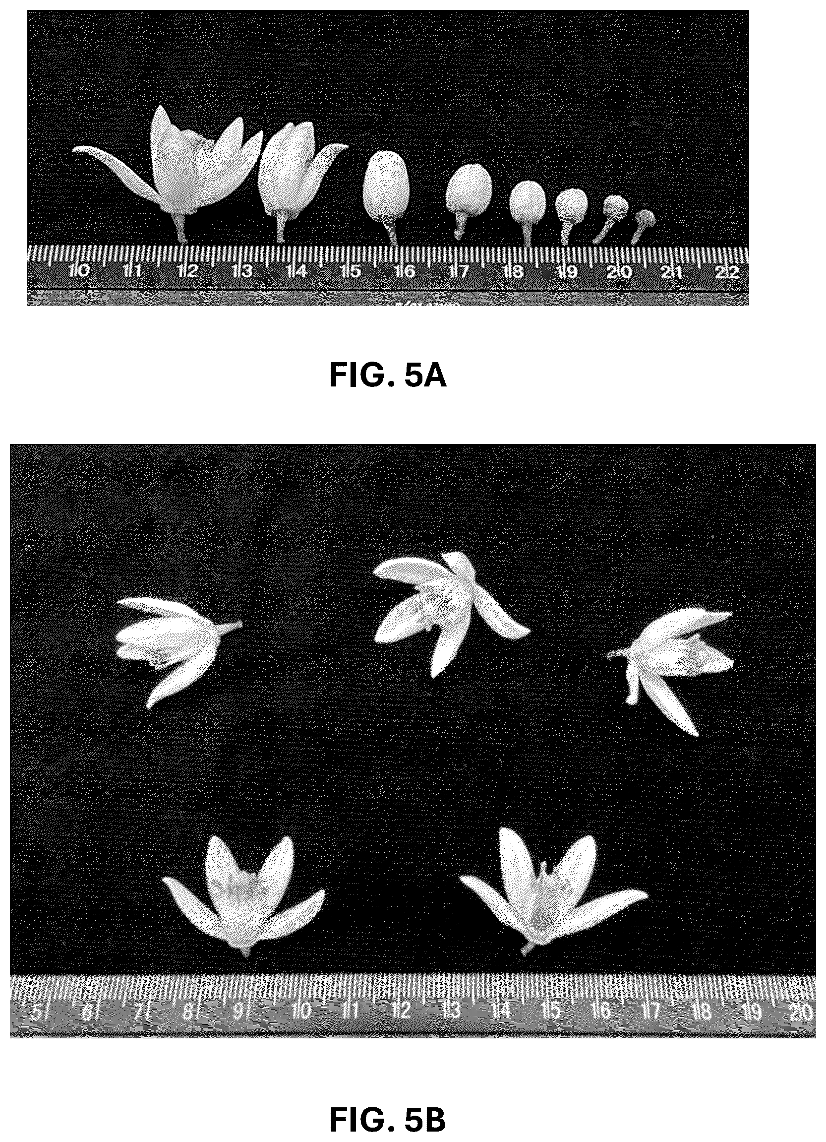 Patent USPP036743 Figure 19 – Citrus plant named ‘UF 1859’
