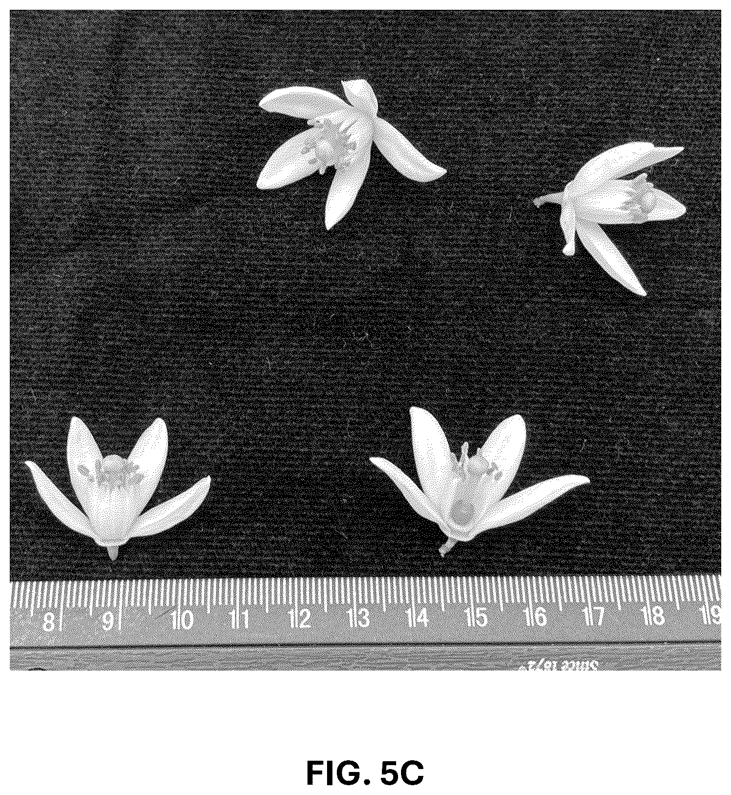 Patent USPP036743 Figure 20 – Citrus plant named ‘UF 1859’