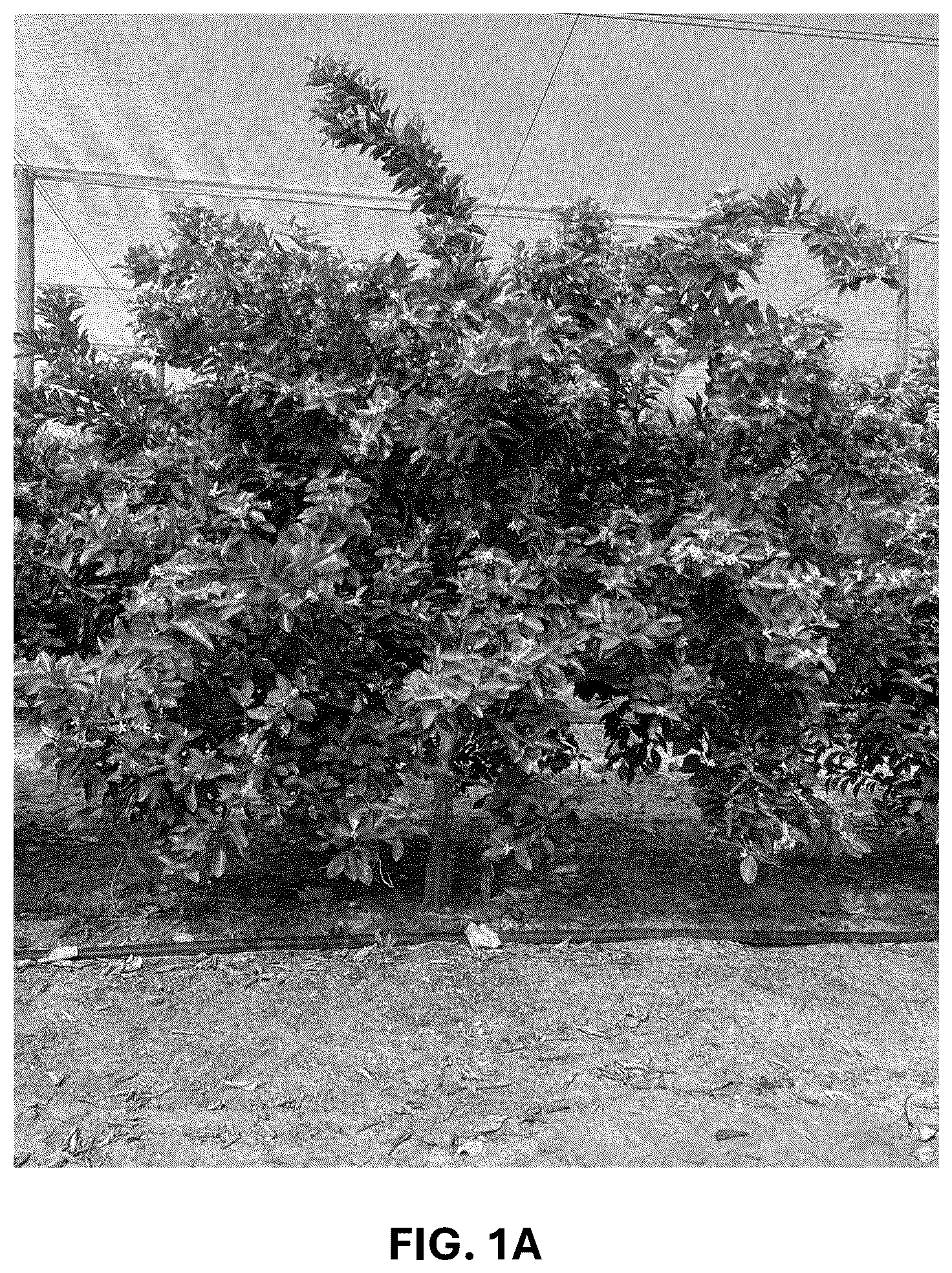 Patent USPP036744 Figure 1 – Mandarin plant named ‘RES 19-56’