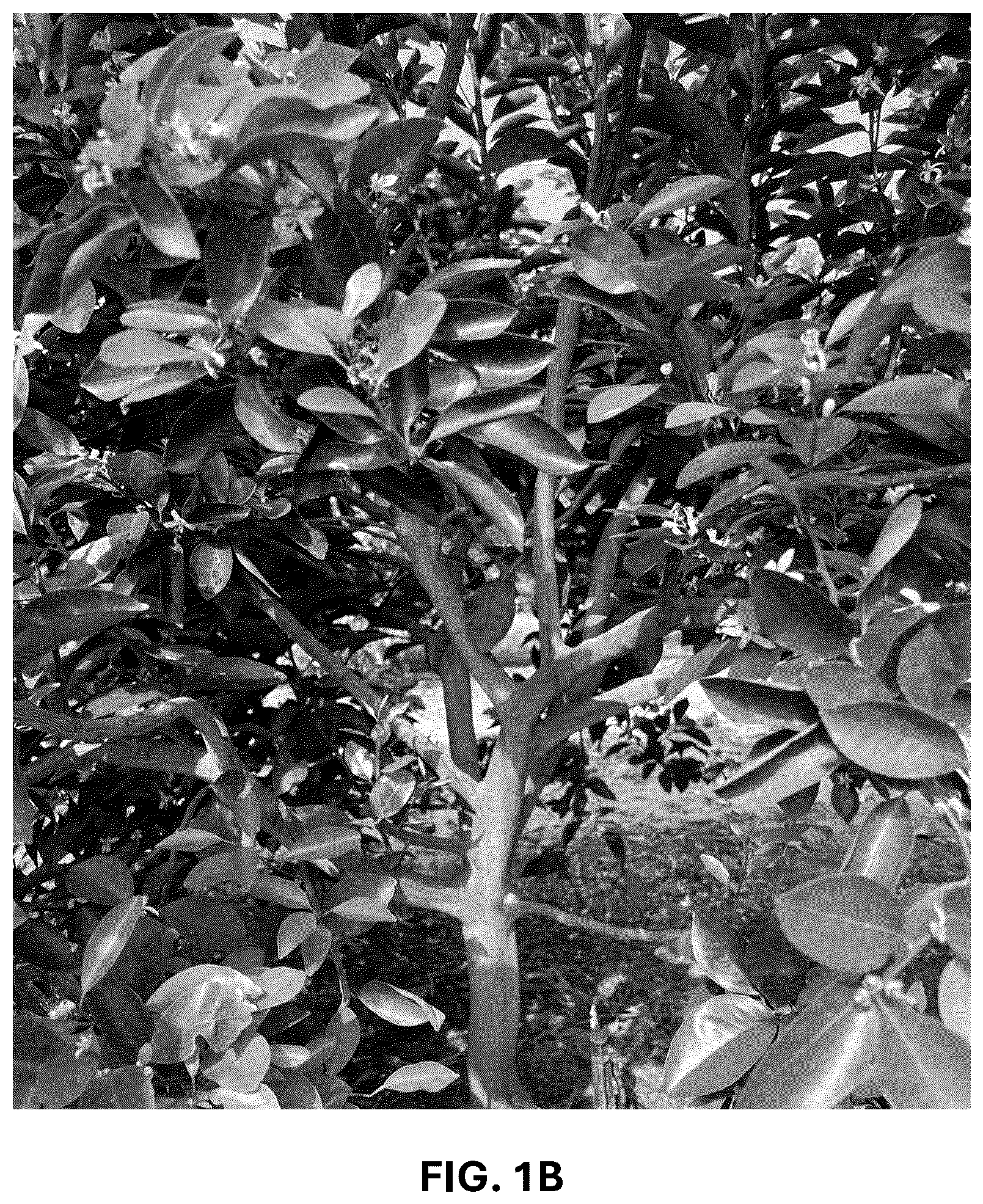 Patent USPP036744 Figure 2 – Mandarin plant named ‘RES 19-56’