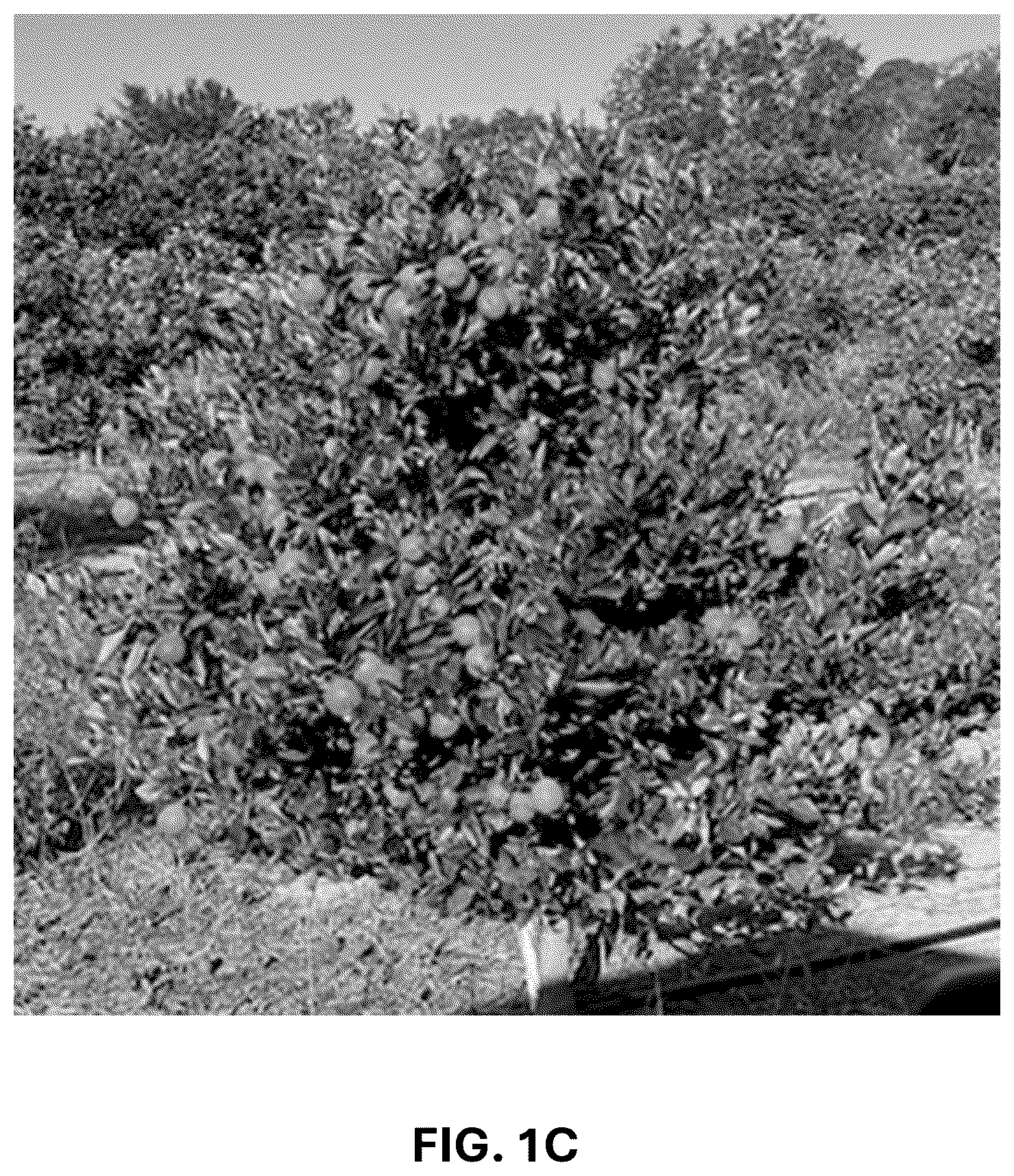 Patent USPP036744 Figure 3 – Mandarin plant named ‘RES 19-56’