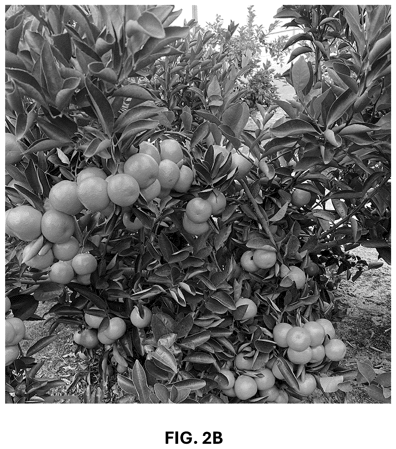 Patent USPP036744 Figure 5 – Mandarin plant named ‘RES 19-56’