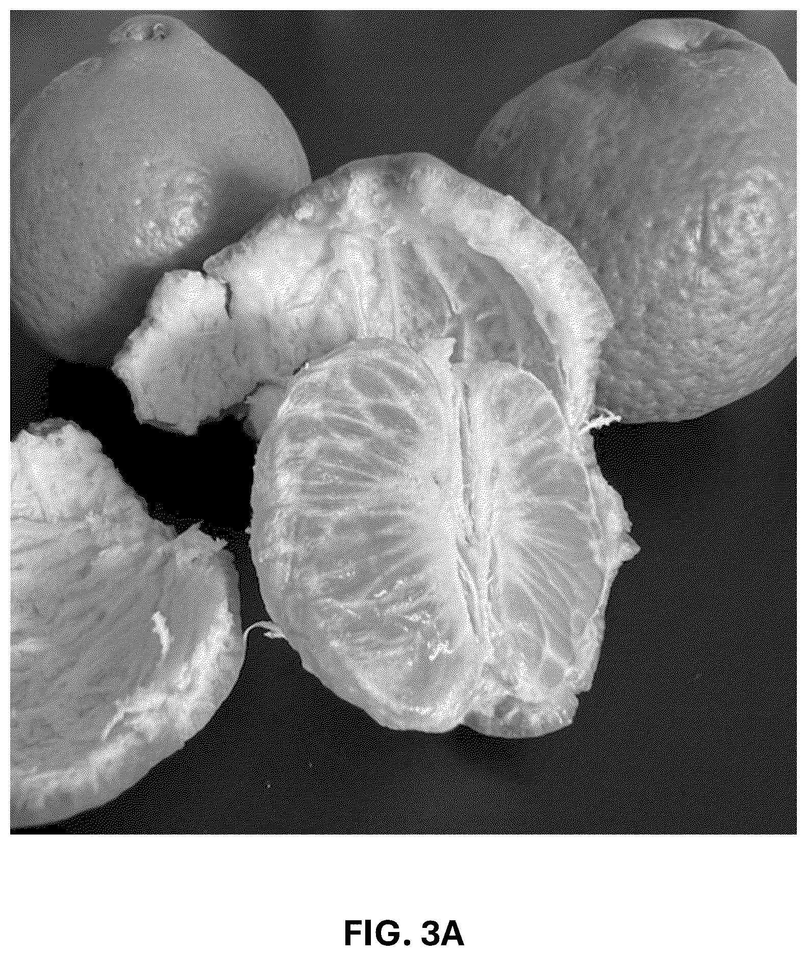 Patent USPP036744 Figure 7 – Mandarin plant named ‘RES 19-56’