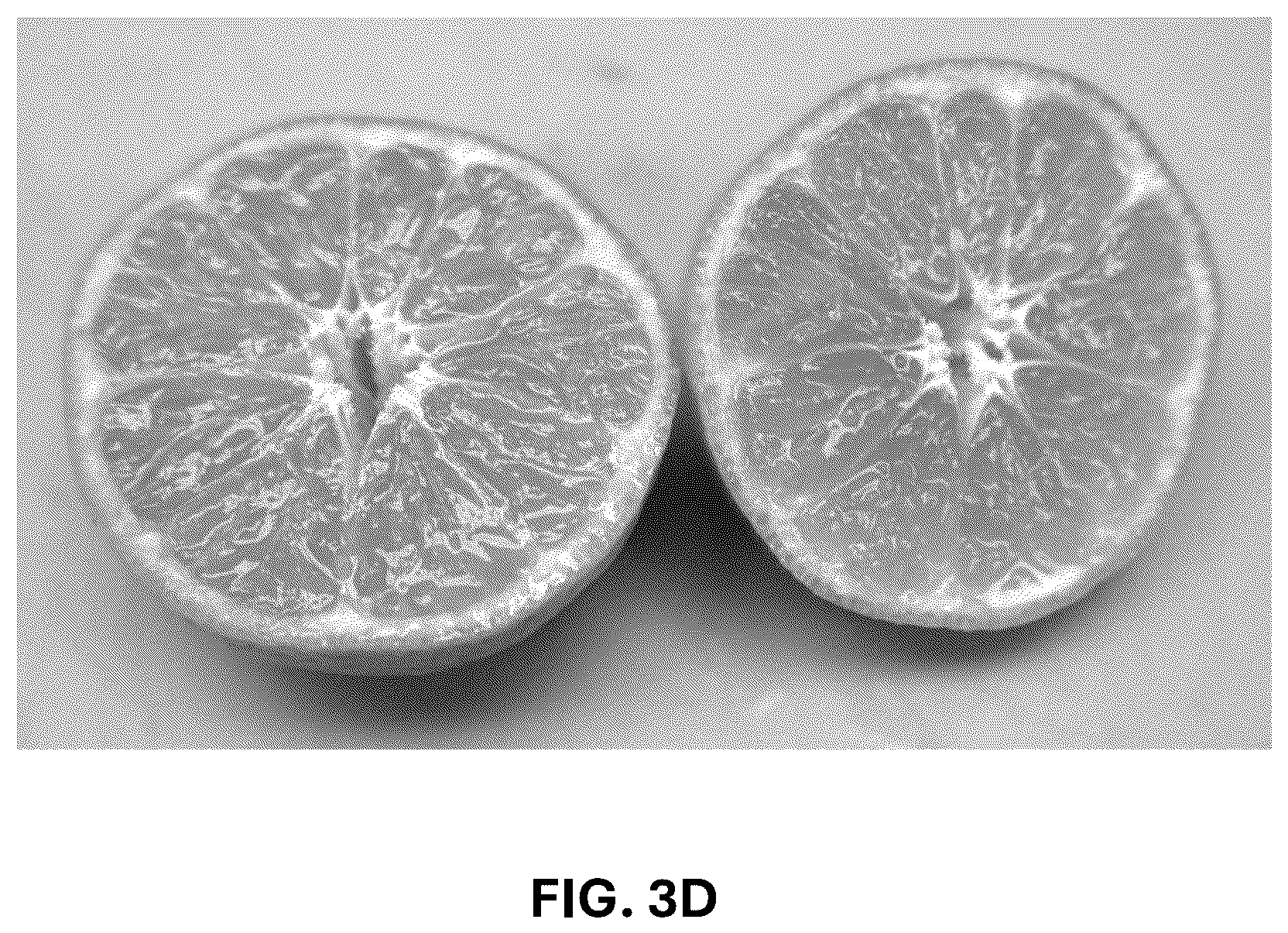 Patent USPP036744 Figure 9 – Mandarin plant named ‘RES 19-56’