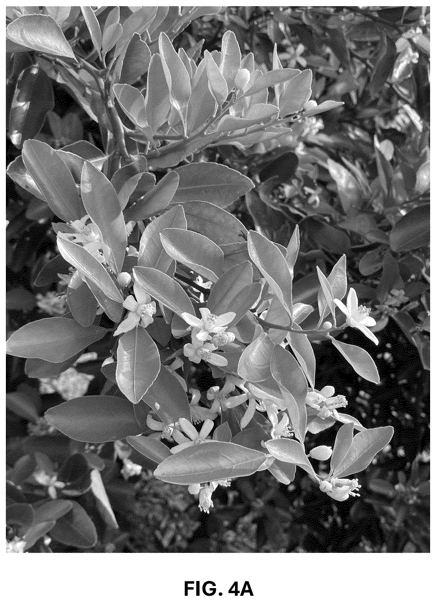 Patent USPP036744 Figure 11 – Mandarin plant named ‘RES 19-56’