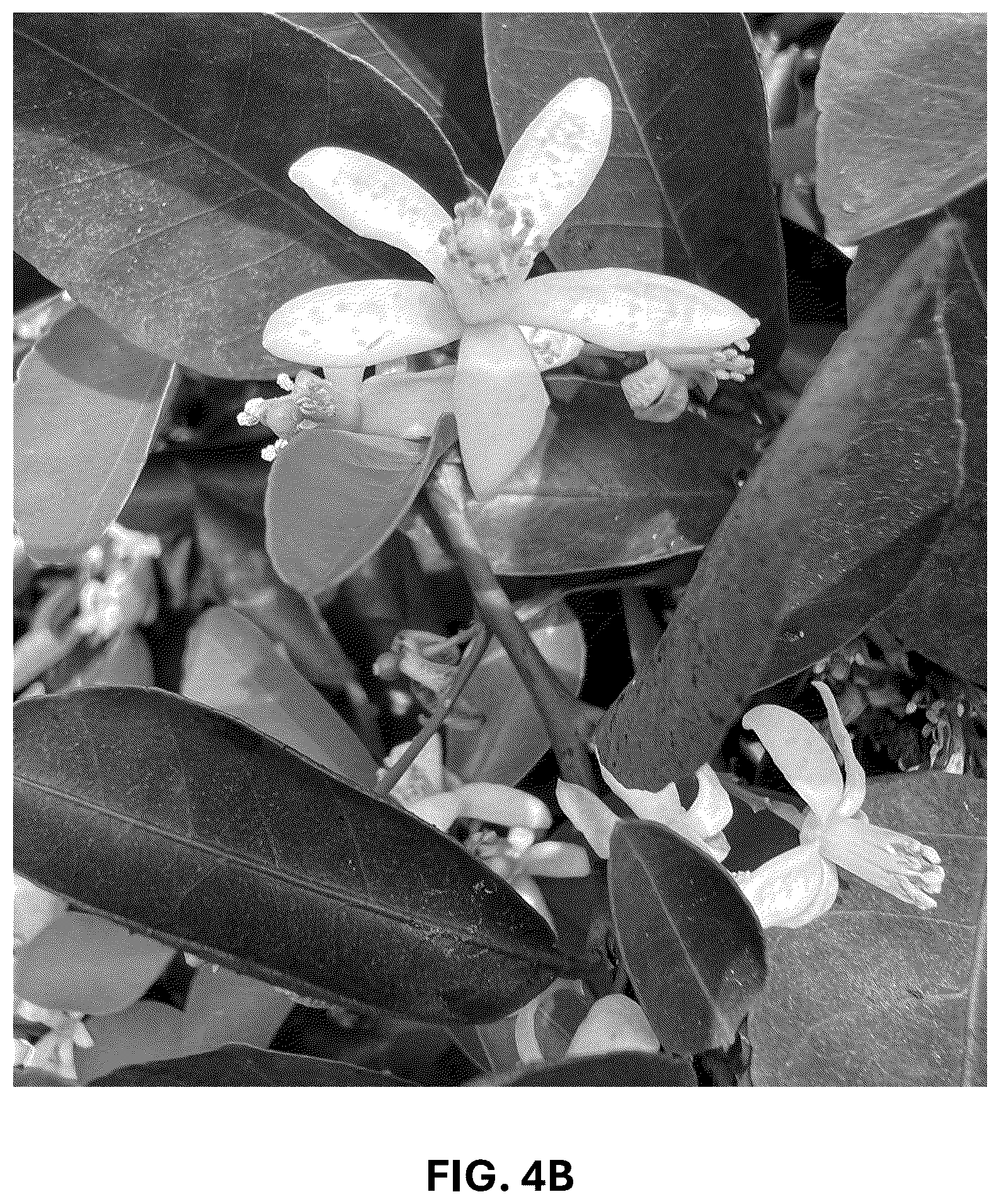 Patent USPP036744 Figure 12 – Mandarin plant named ‘RES 19-56’