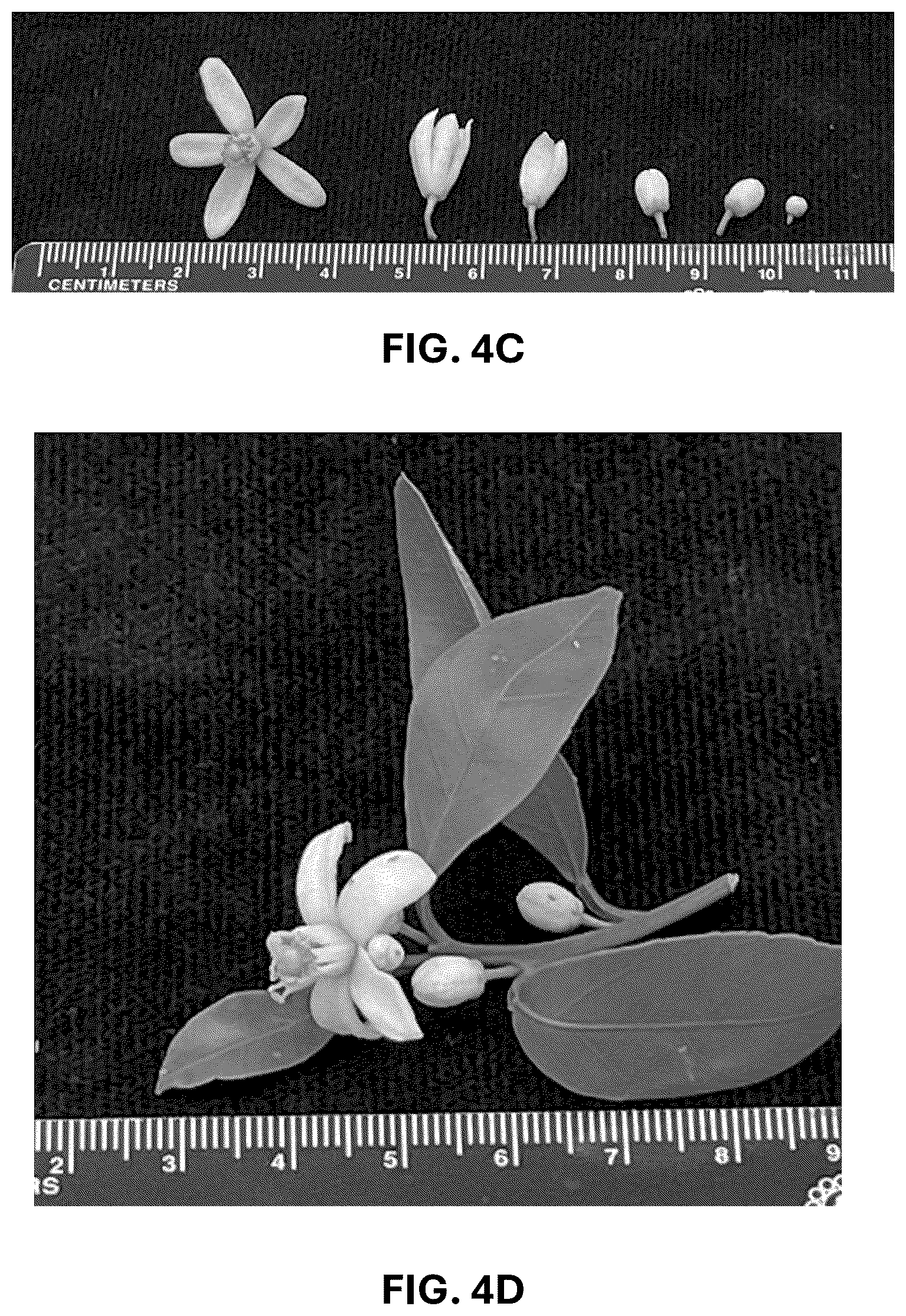 Patent USPP036744 Figure 13 – Mandarin plant named ‘RES 19-56’