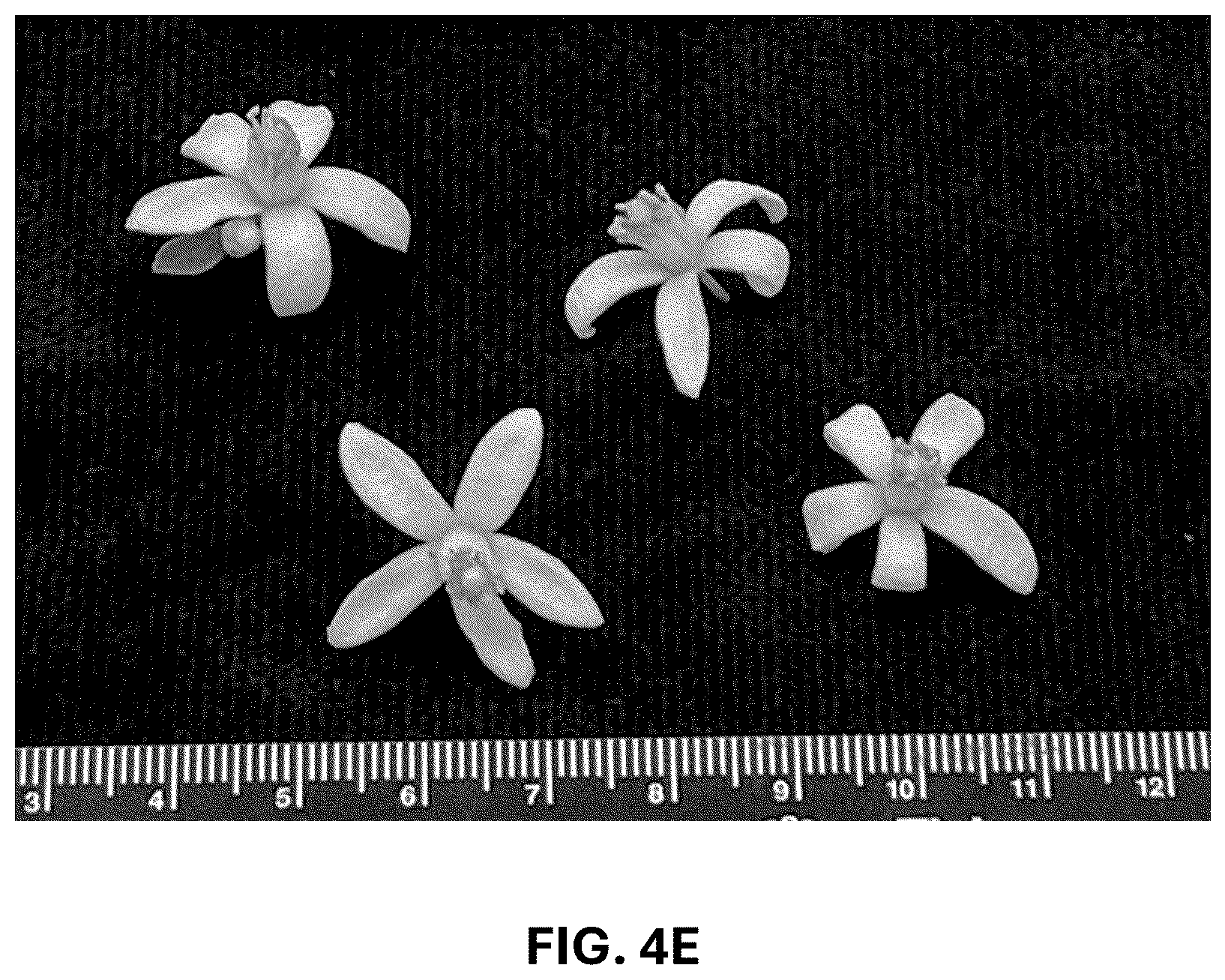 Patent USPP036744 Figure 14 – Mandarin plant named ‘RES 19-56’