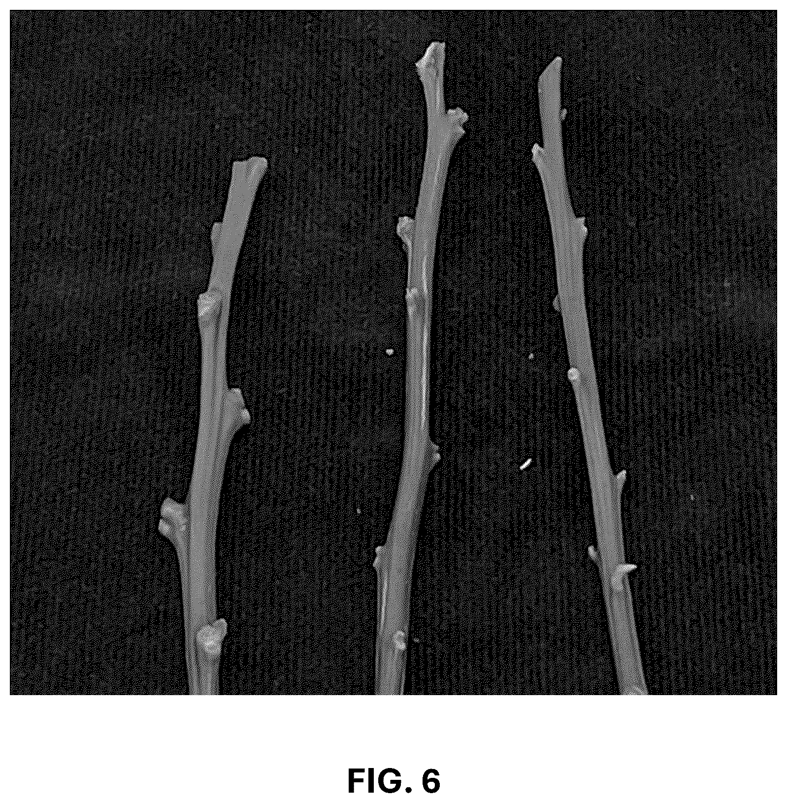 Patent USPP036744 Figure 16 – Mandarin plant named ‘RES 19-56’
