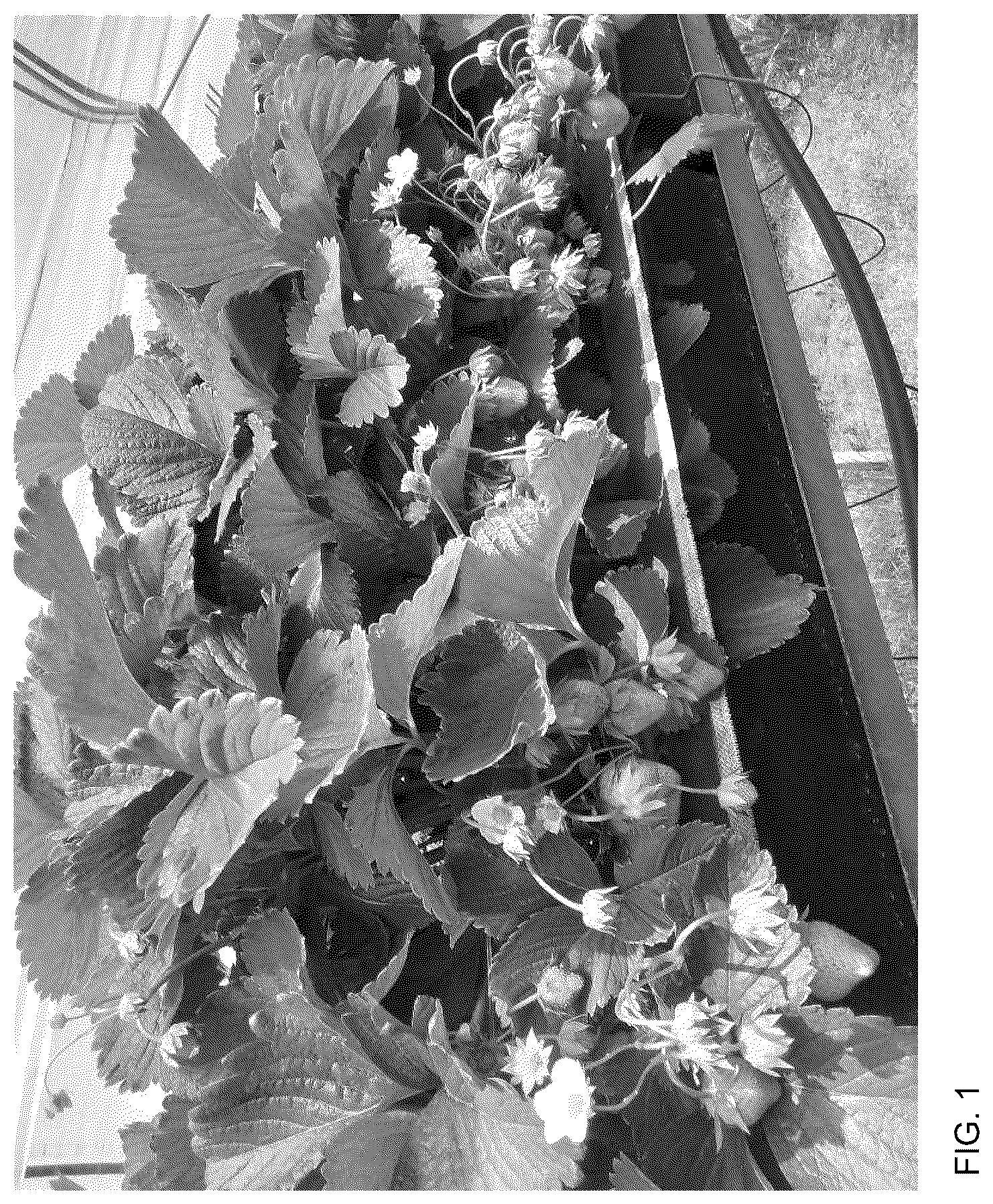 Patent USPP036745 Figure 1 – Strawberry plant named ‘Cadenza’