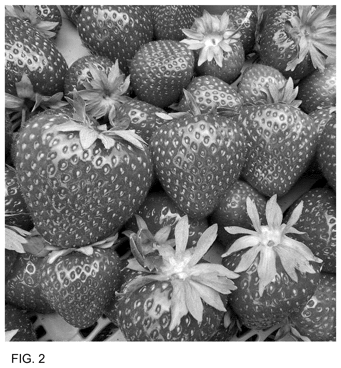Patent USPP036745 Figure 2 – Strawberry plant named ‘Cadenza’