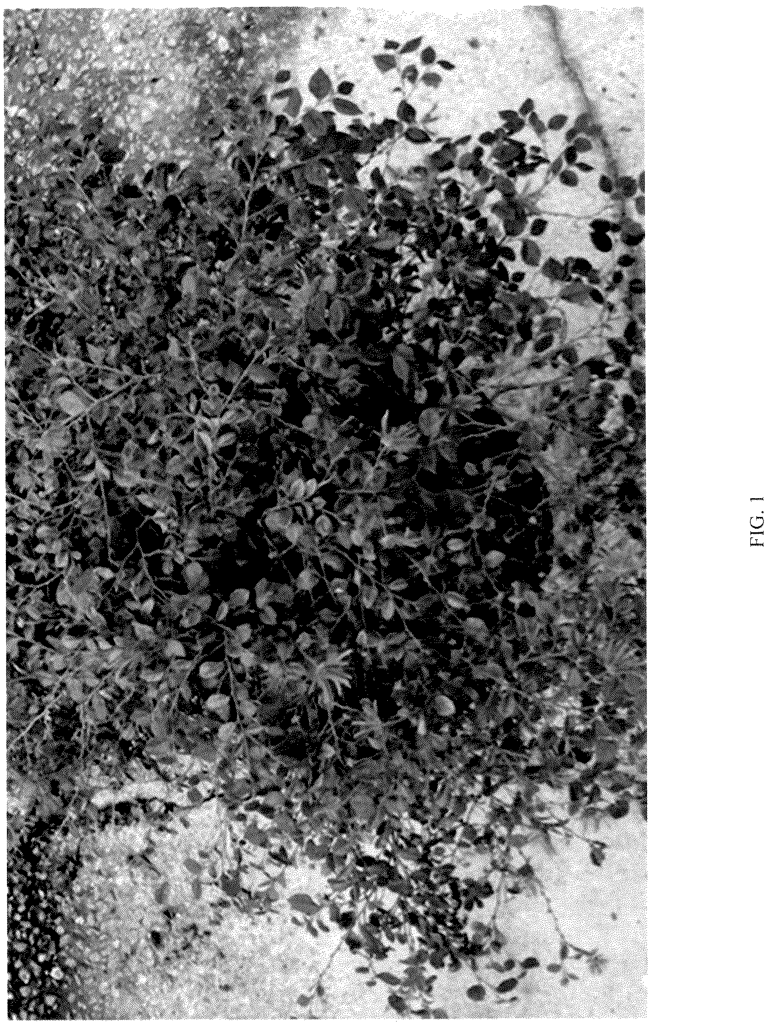 Patent USPP036746 — Loropetalum plant named ‘LRD-18-20’ — Figure 1