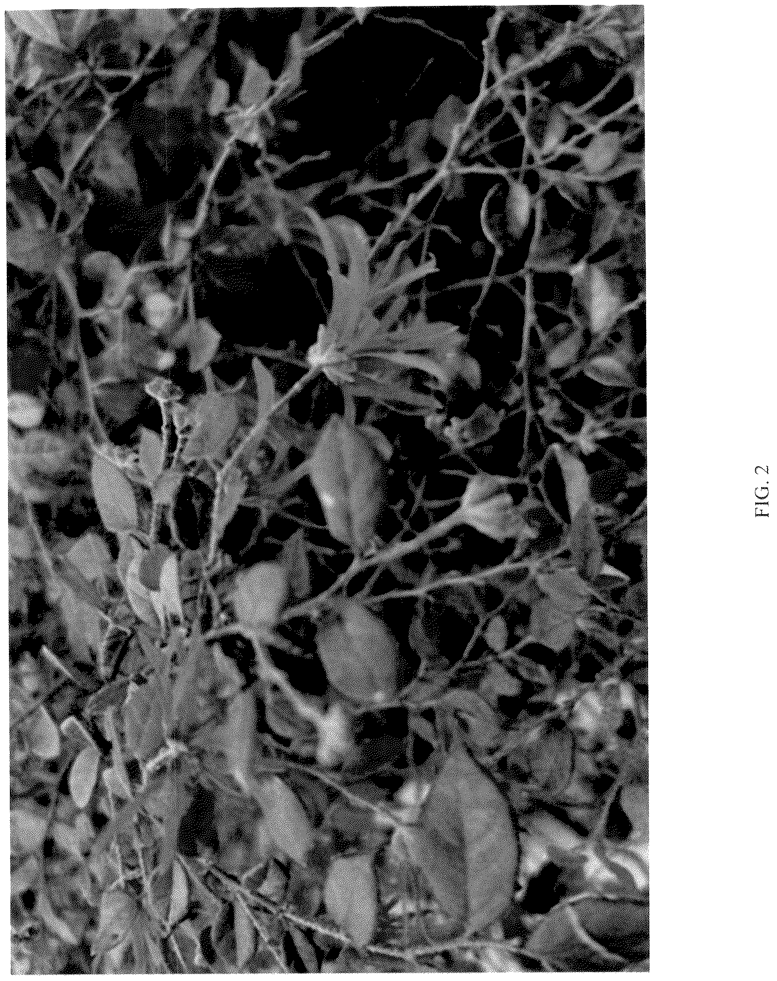 Patent USPP036746 Figure 2 – Loropetalum plant named ‘LRD-18-20’