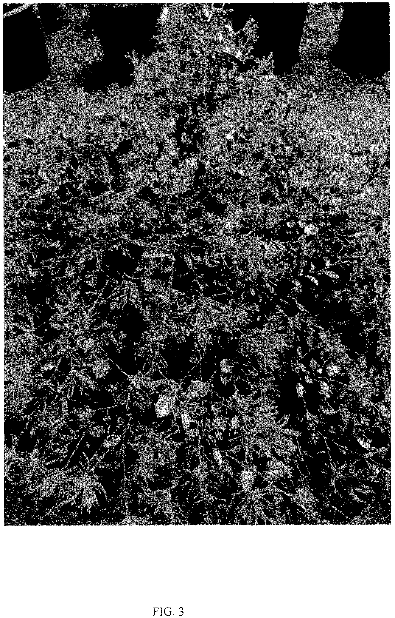 Patent USPP036746 Figure 3 – Loropetalum plant named ‘LRD-18-20’