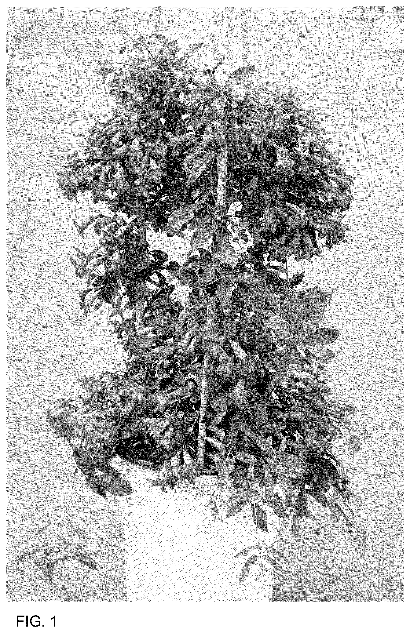 Patent USPP036747 Figure 1 – Bignonia plant named ‘SMNBFW’