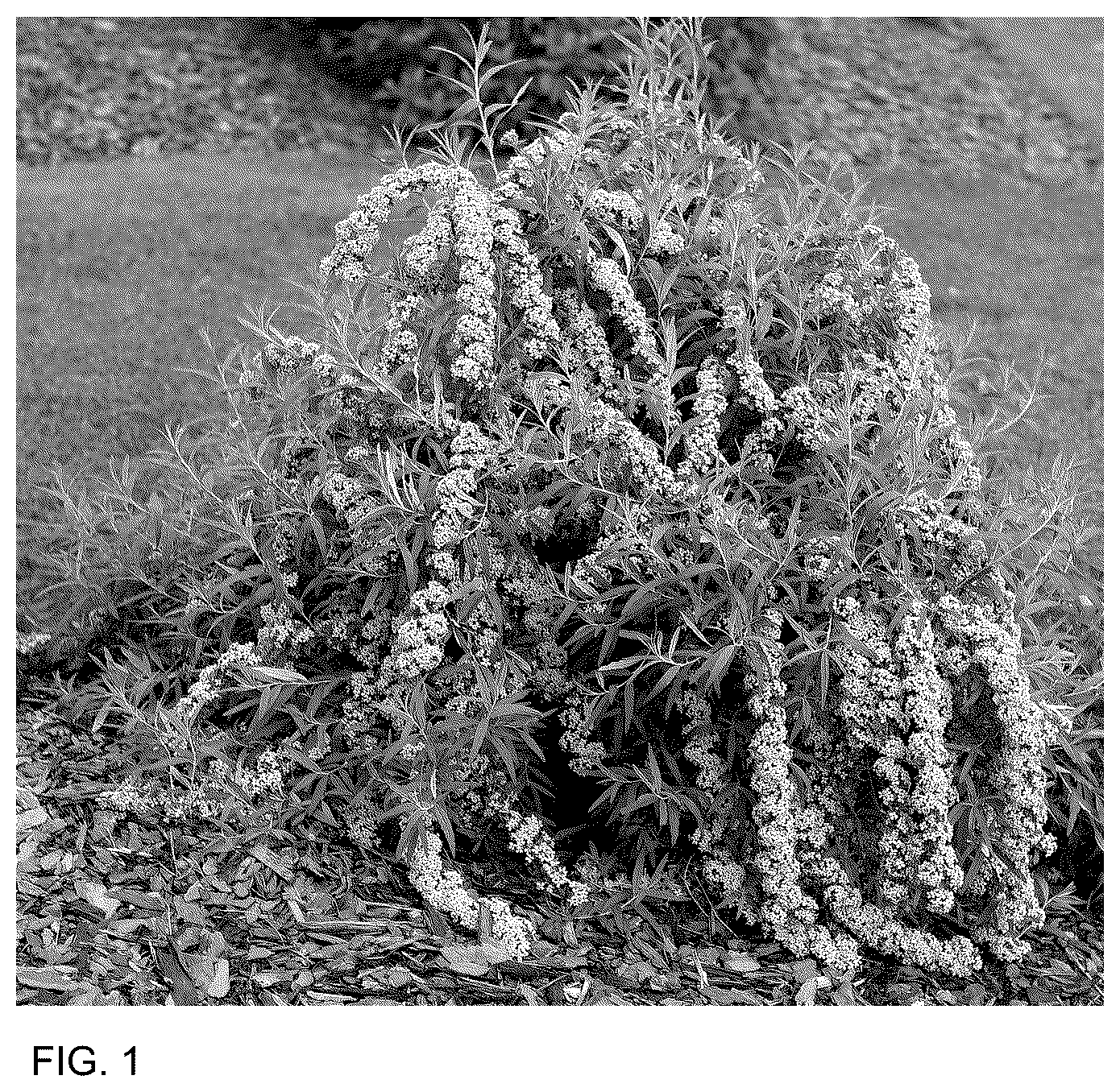 Patent USPP036748 Figure 1 – Buddleia plant named ‘SMNBAB’