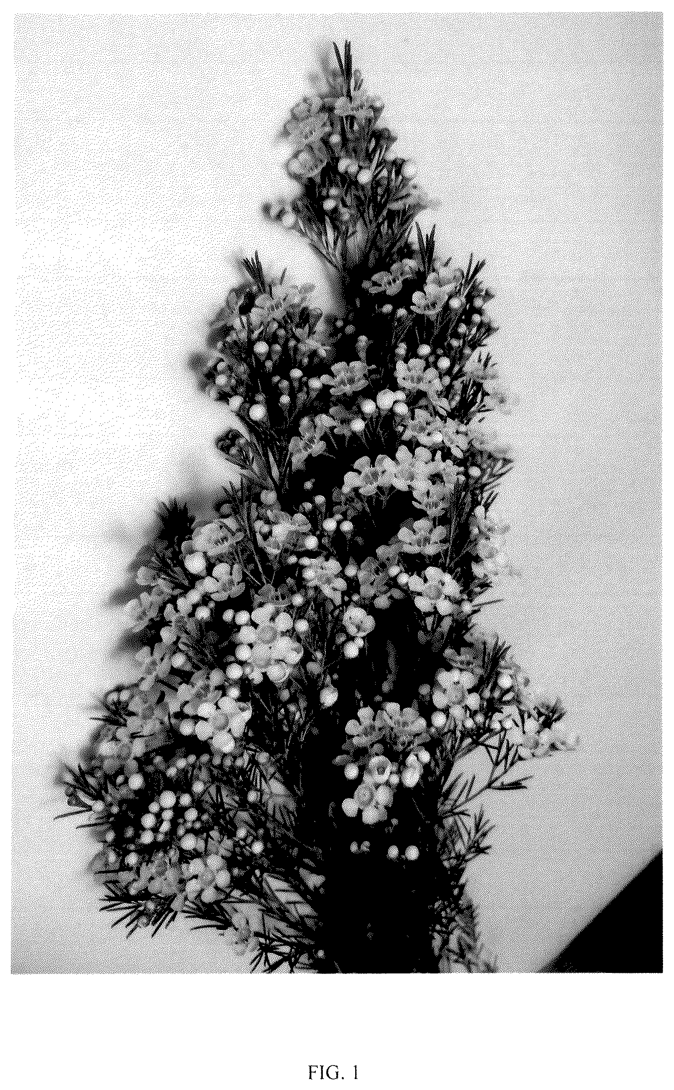 Patent USPP036749 Figure 1 – Chamelaucium plant named ‘ARBEL’