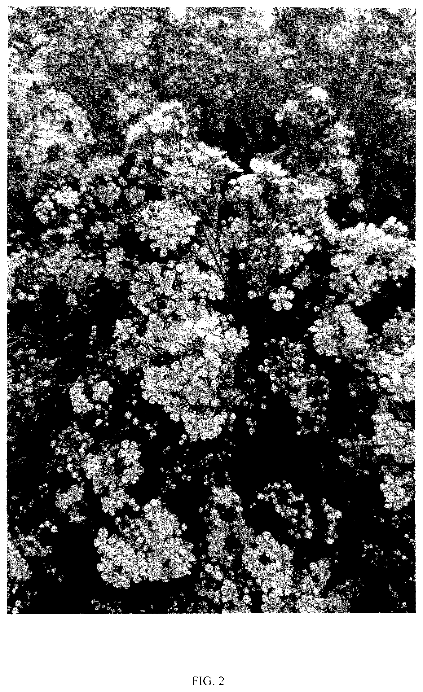 Patent USPP036749 Figure 2 – Chamelaucium plant named ‘ARBEL’