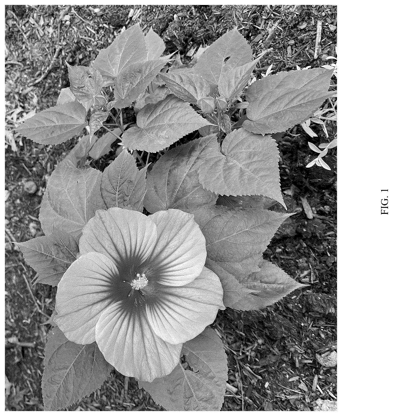 Patent USPP036750 Figure 1 – Hibiscus plant named ‘G21087’